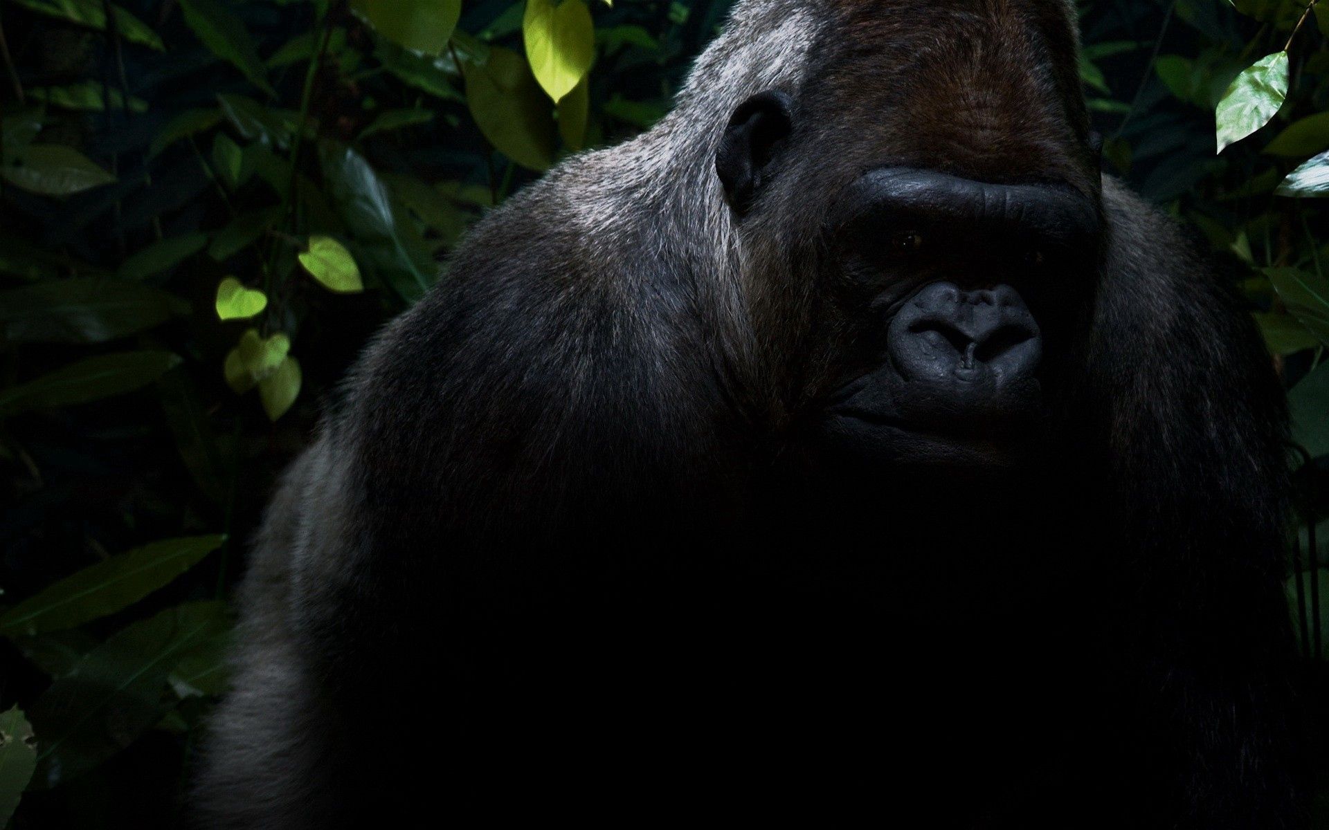 122525 descargar fondo de pantalla oscuro, sombra, gorila, selva, jungla, lana: protectores de pantalla e imágenes gratis