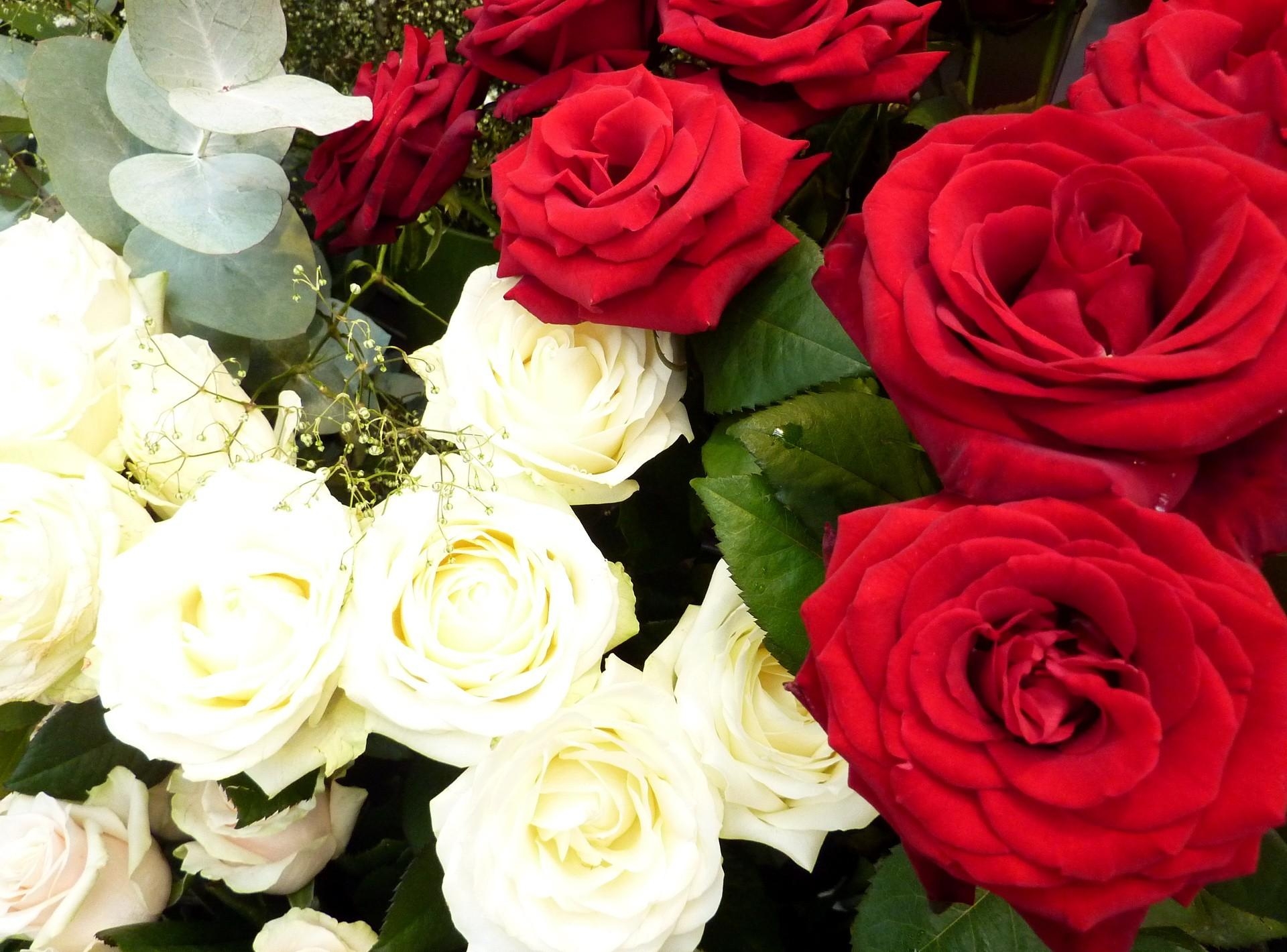 50496 завантажити шпалери квіти, рози, білий, червоний, гіпсофіл - заставки і картинки безкоштовно