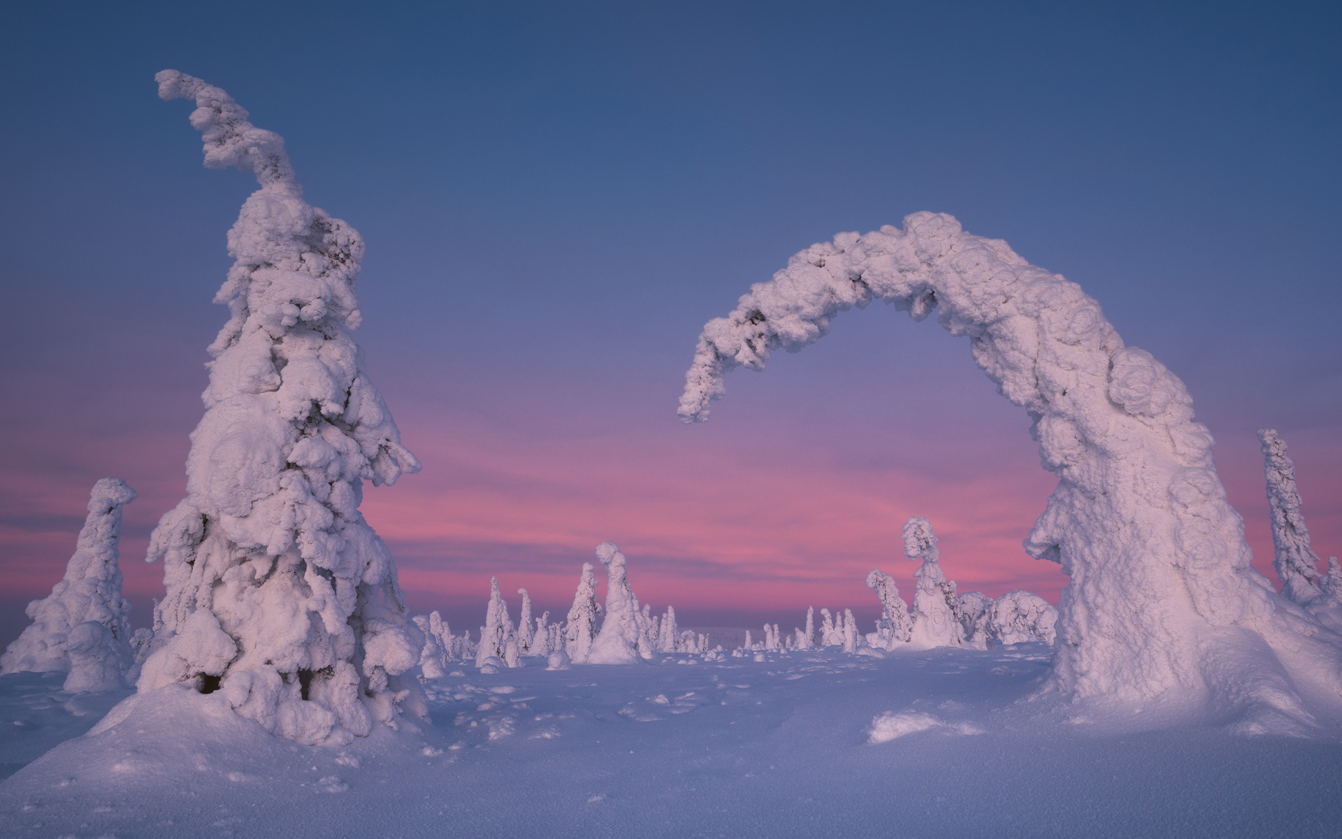 Descarga gratis la imagen Invierno, Nieve, Árbol, Tierra/naturaleza en el escritorio de tu PC