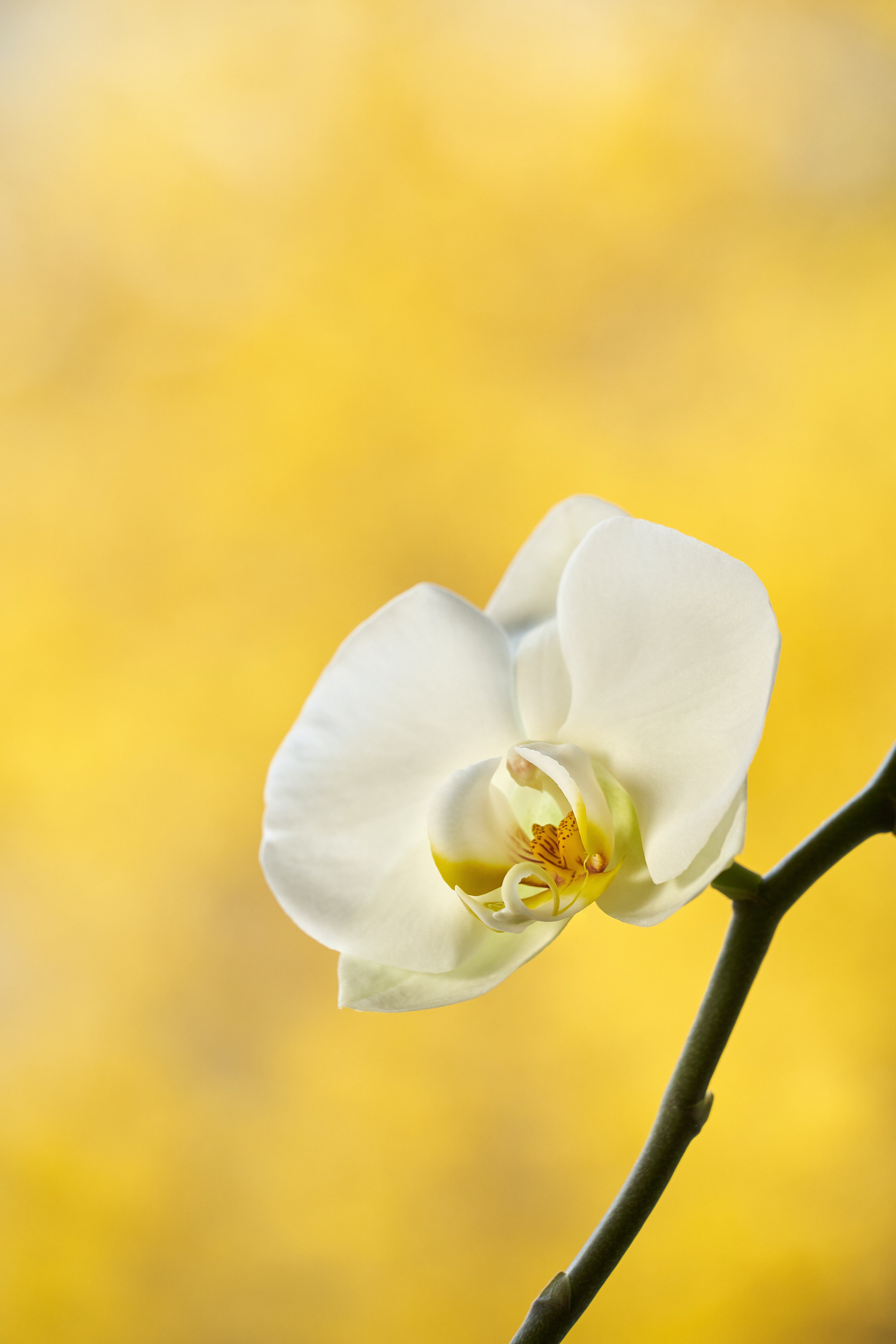 Free download wallpaper Flowers, Branch, Flower, Petals, Orchid on your PC desktop