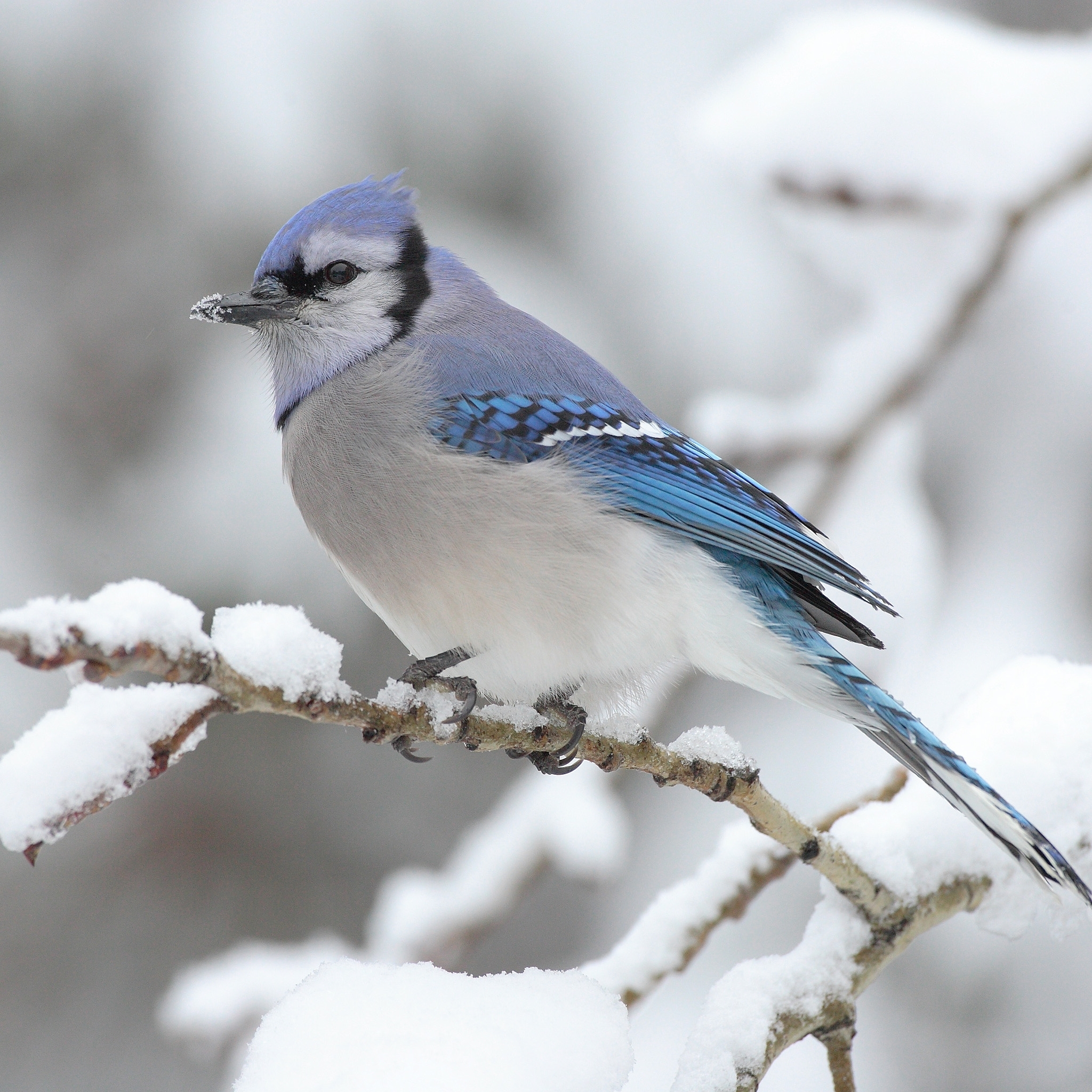 Free download wallpaper Birds, Bird, Animal on your PC desktop