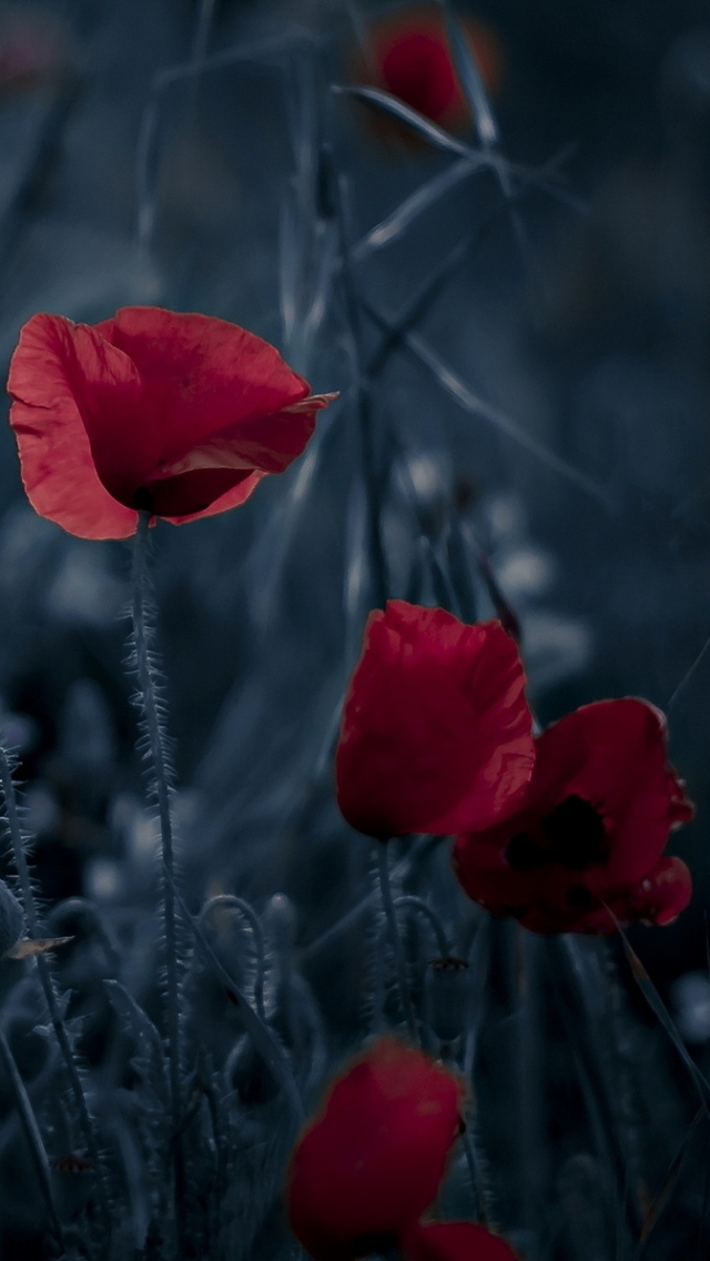 Handy-Wallpaper Blumen, Mohn, Erde/natur kostenlos herunterladen.