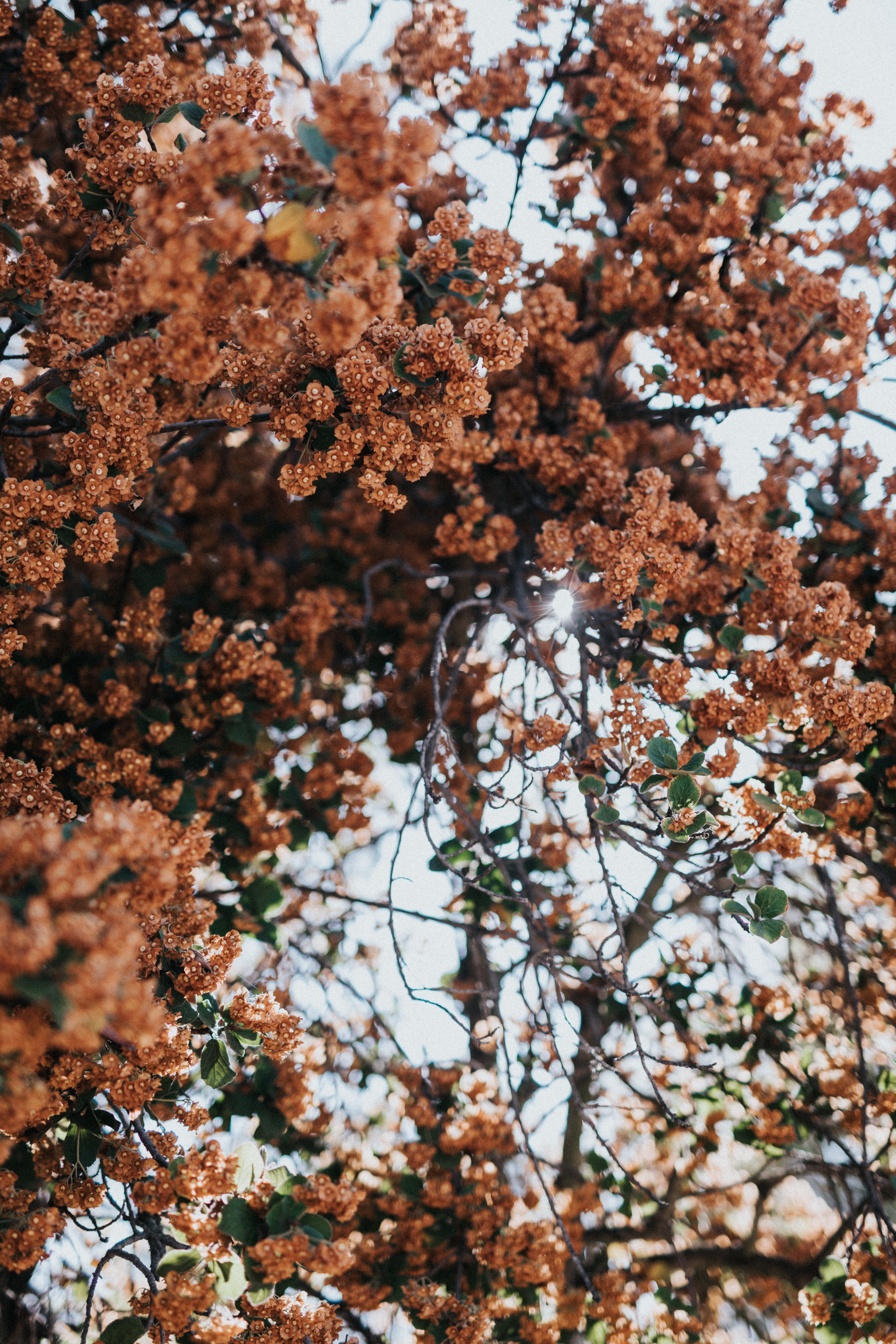 Handy-Wallpaper Baum, Geäst, Zweige, Blühenden, Natur, Blumen, Pflanze, Holz, Blühen kostenlos herunterladen.