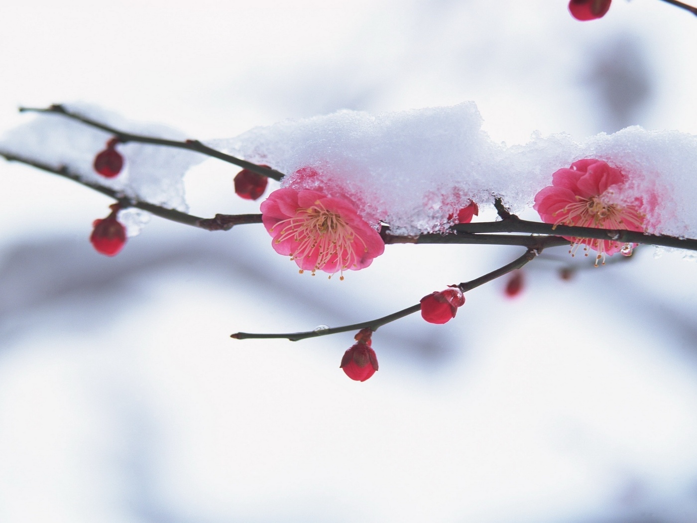 Laden Sie das Blüte, Blumen, Erde/natur-Bild kostenlos auf Ihren PC-Desktop herunter