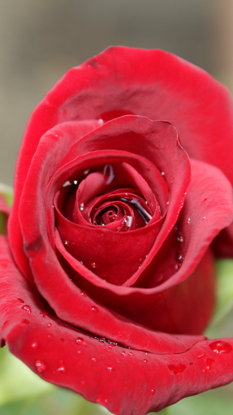 Скачати мобільні шпалери Природа, Квітка, Роза, Земля, Червона Троянда, Червона Квітка, Флауерзи безкоштовно.