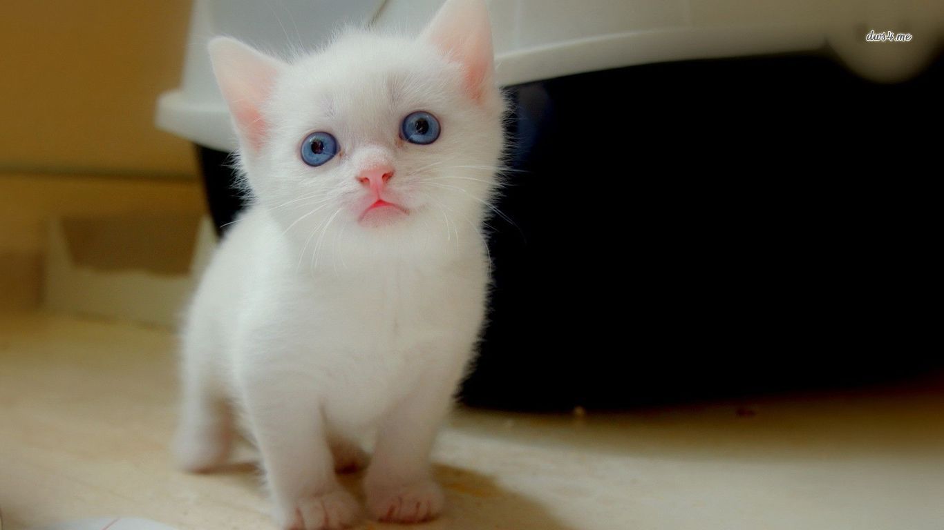 Baixe gratuitamente a imagem Gato, Gatos, Animais na área de trabalho do seu PC