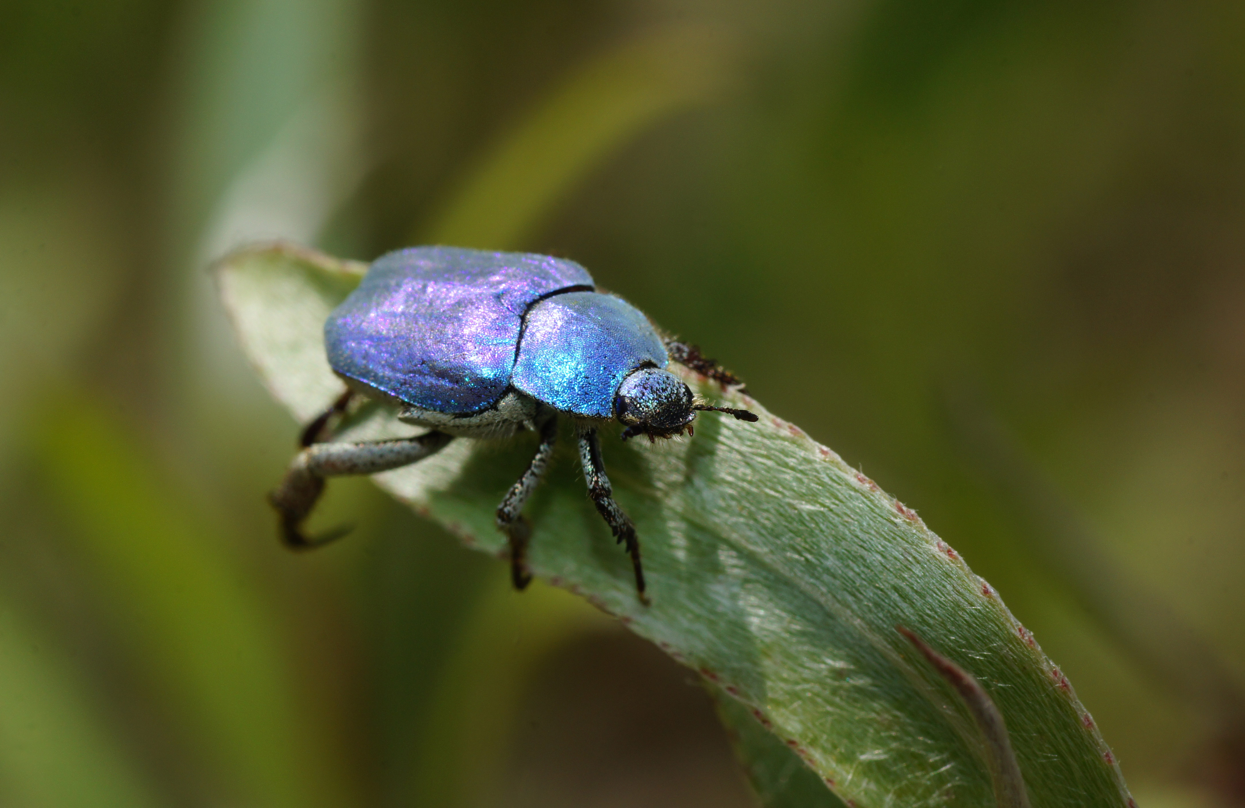 594204 descargar imagen animales, escarabajo, insecto: fondos de pantalla y protectores de pantalla gratis