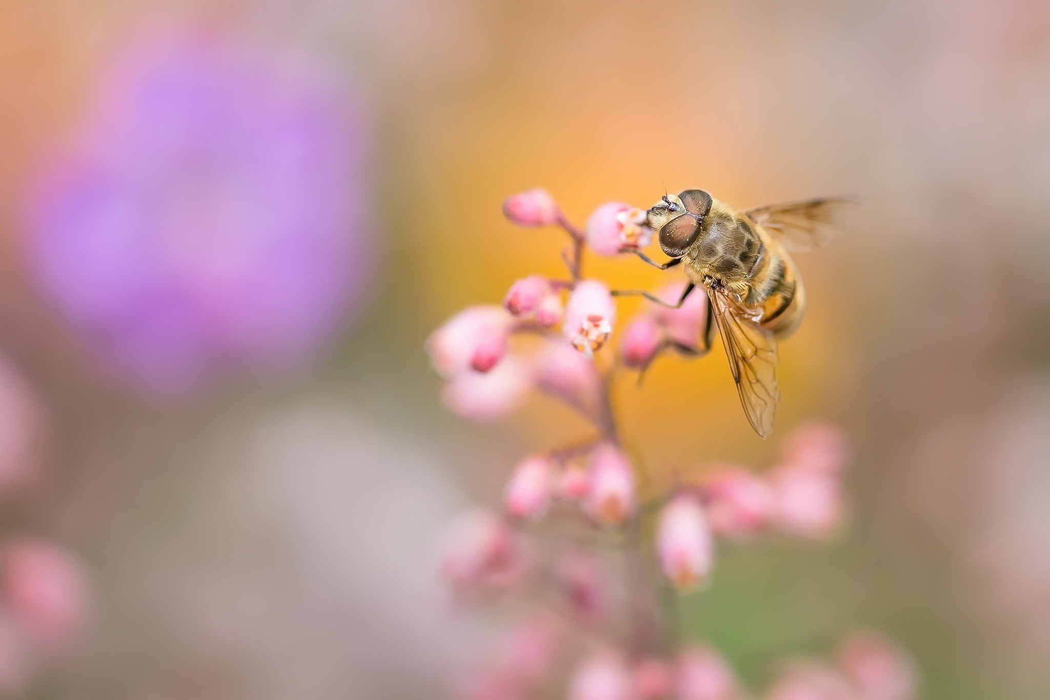 Скачати мобільні шпалери Квітка, Комаха, Бджола, Тварина, Розмиття, Hoverfly безкоштовно.