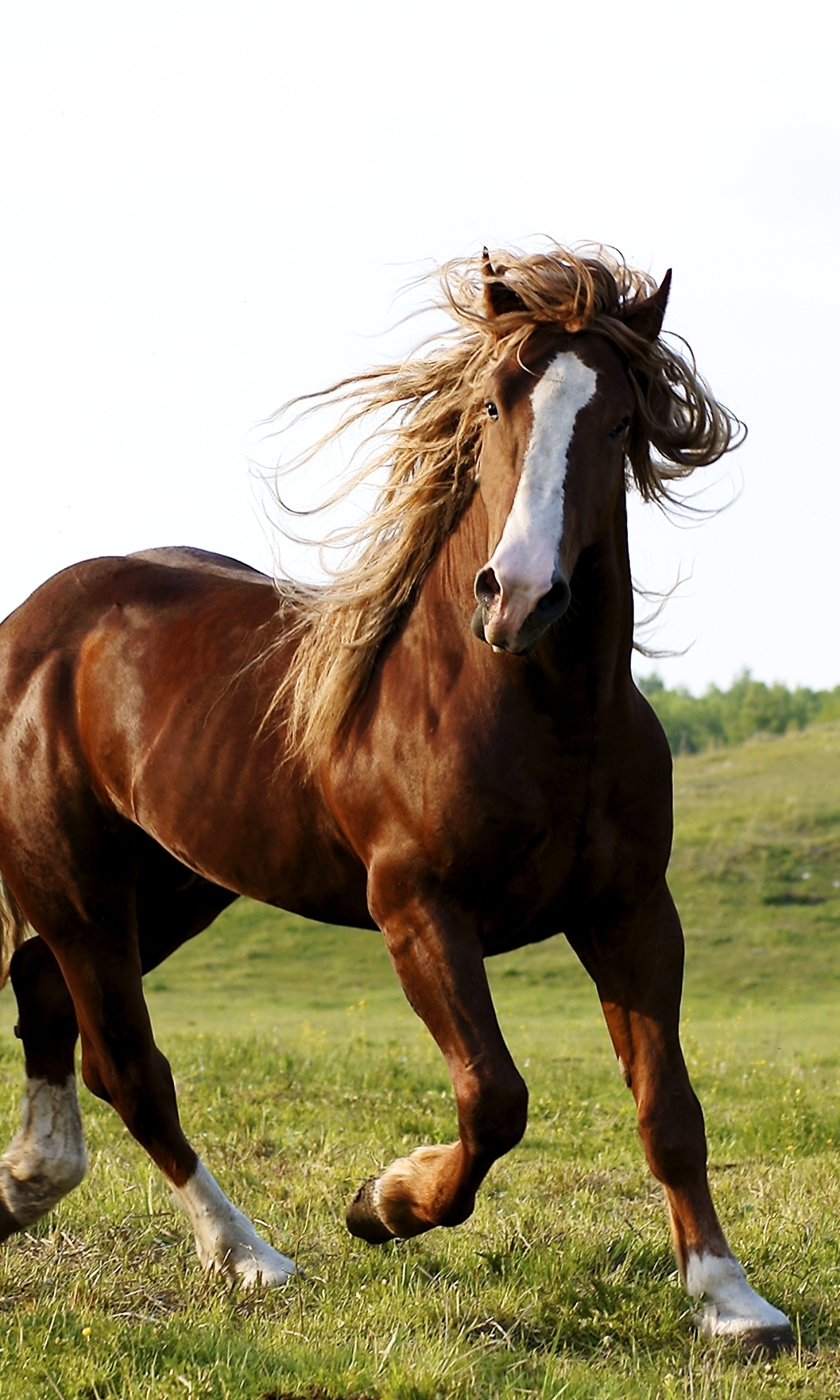 Descarga gratuita de fondo de pantalla para móvil de Animales, Caballo.