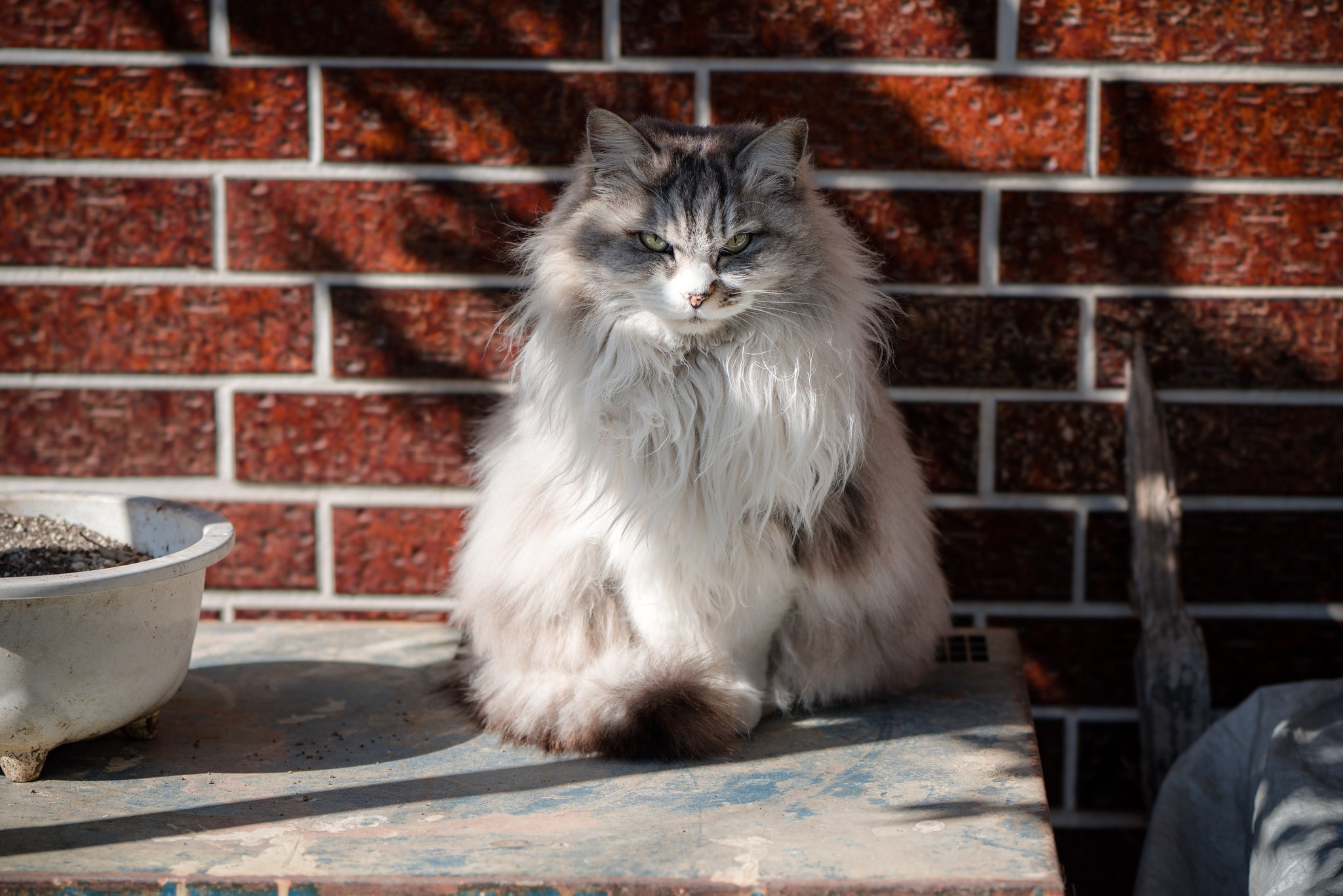 Baixe gratuitamente a imagem Animais, Gatos, Gato, Olhar Fixamente na área de trabalho do seu PC