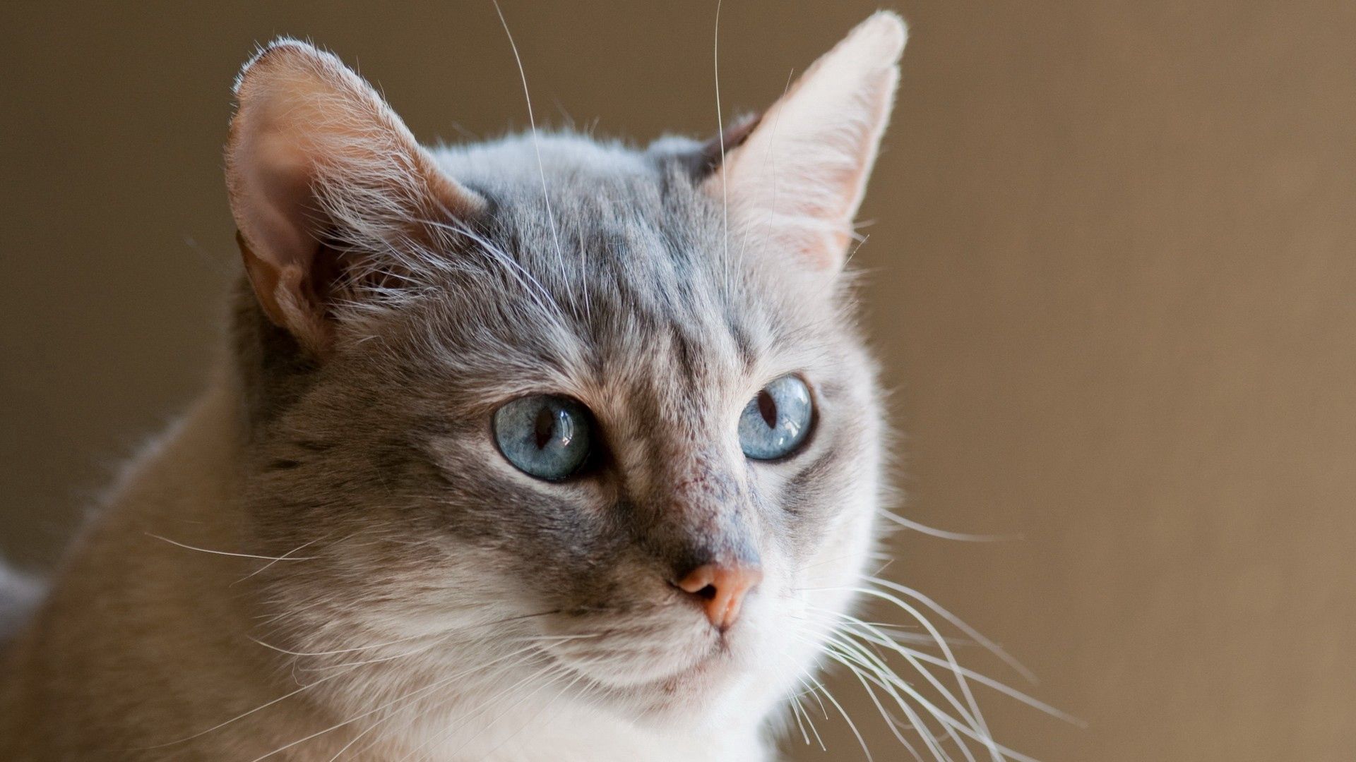 blue eyed, animals, cat, muzzle, ears HD wallpaper