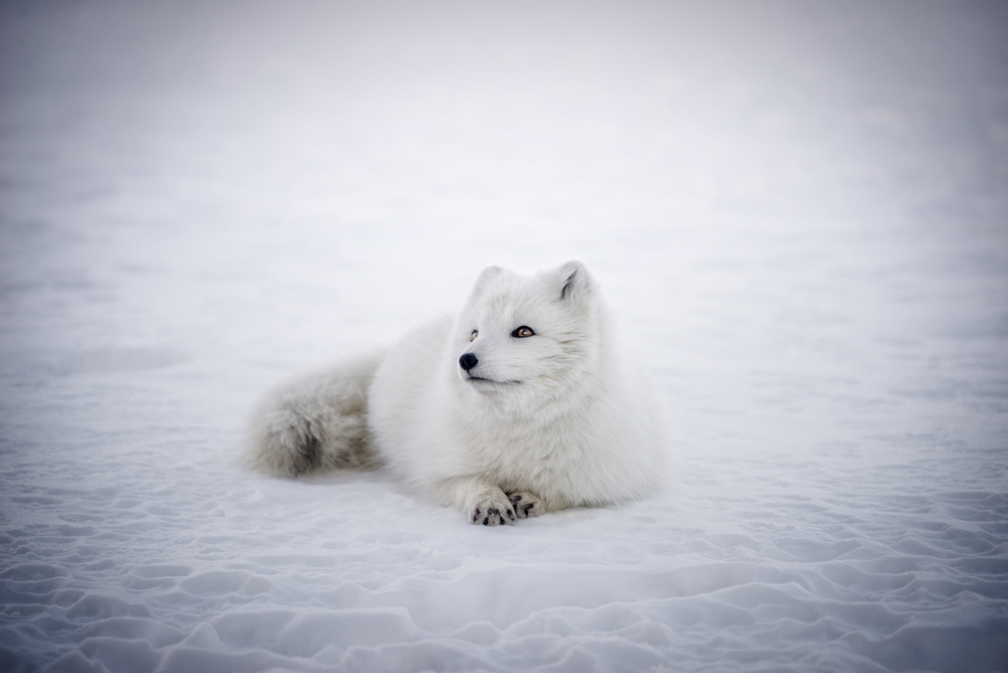 Скачать картинку Животные, Собаки, Снег, Белый, Лисица, Арктическая Лиса, Лежа в телефон бесплатно.