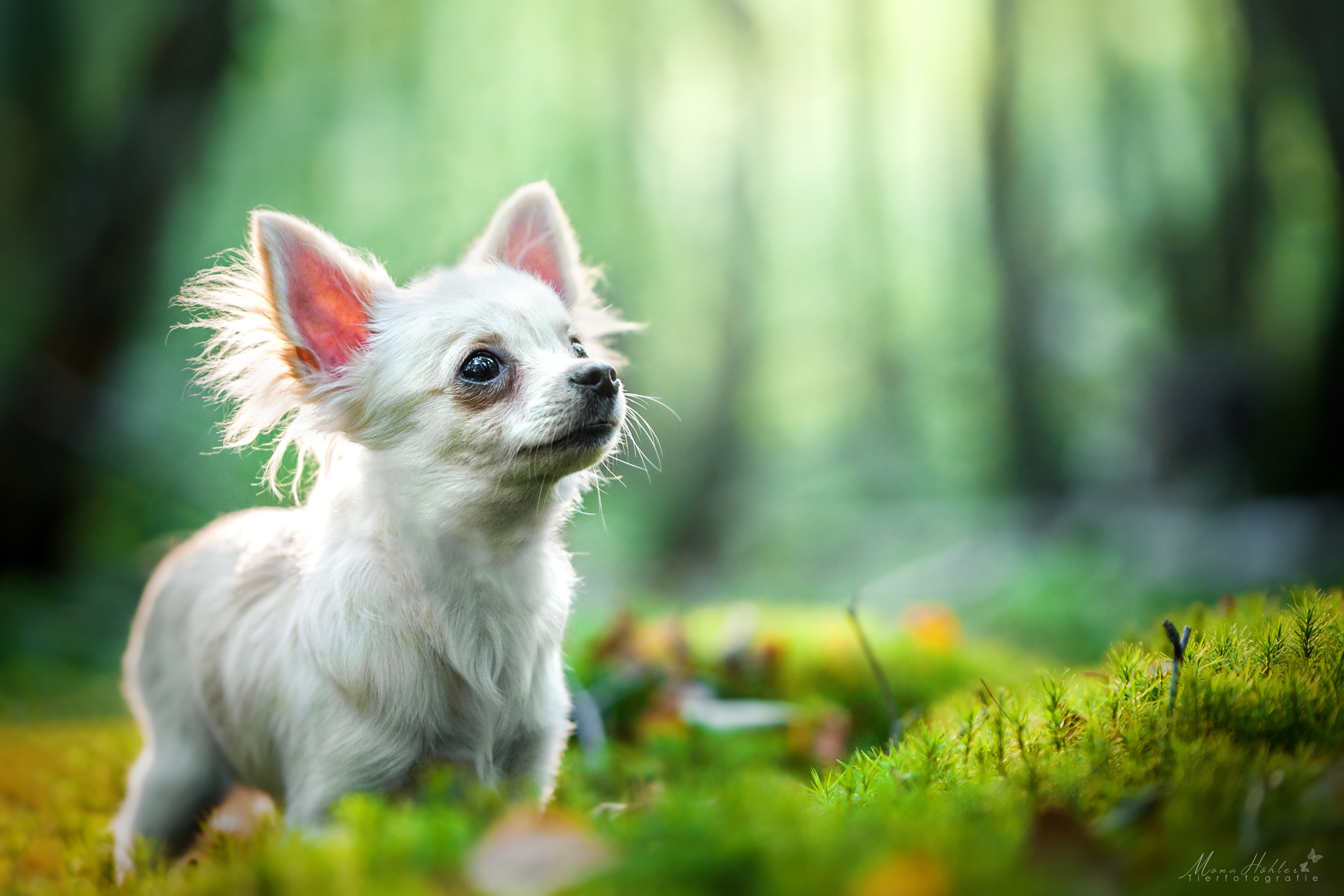 Baixar papel de parede para celular de Animais, Cães, Cão, Chihuahua gratuito.