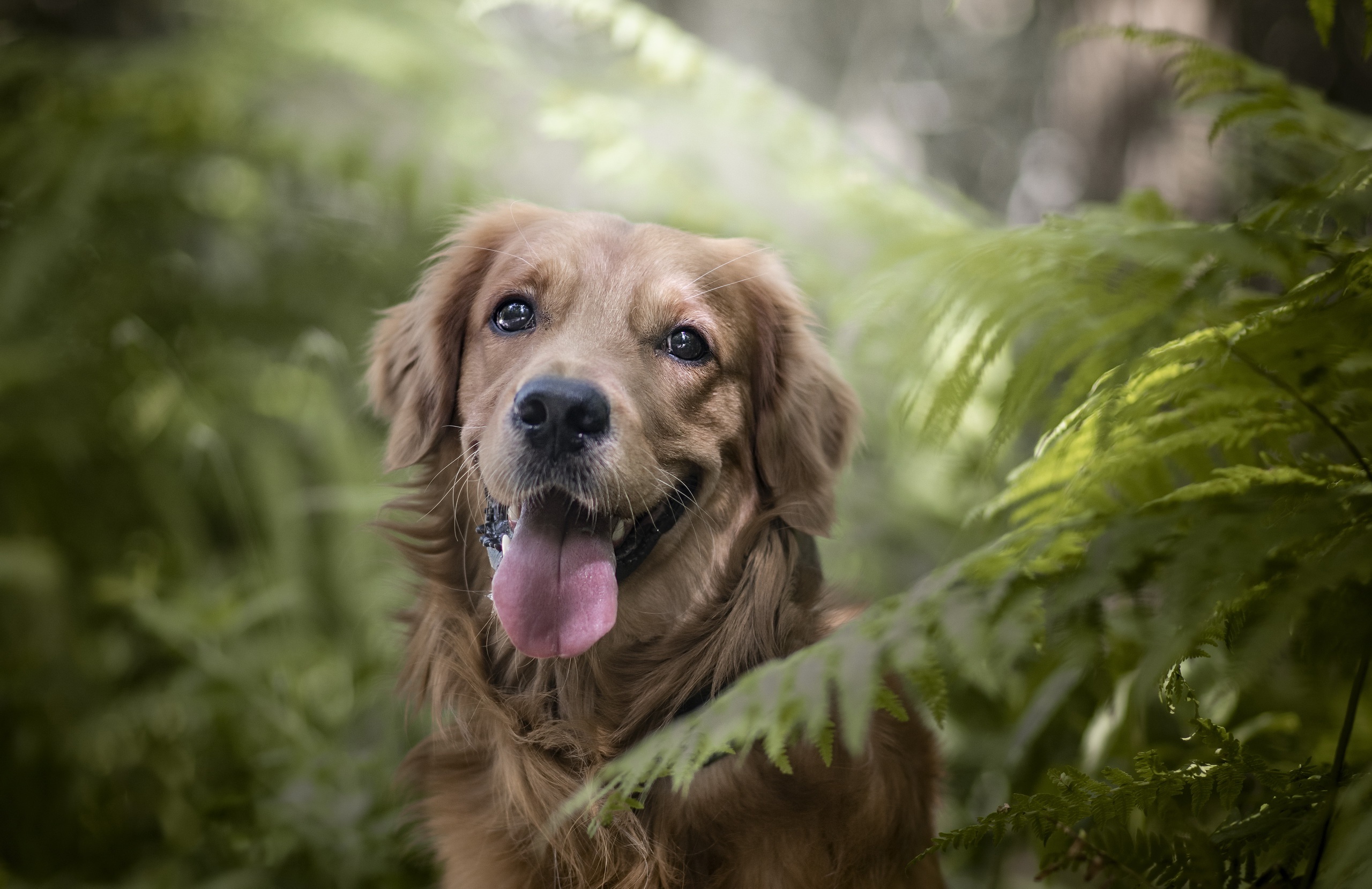 Download mobile wallpaper Dogs, Fern, Dog, Animal, Golden Retriever for free.