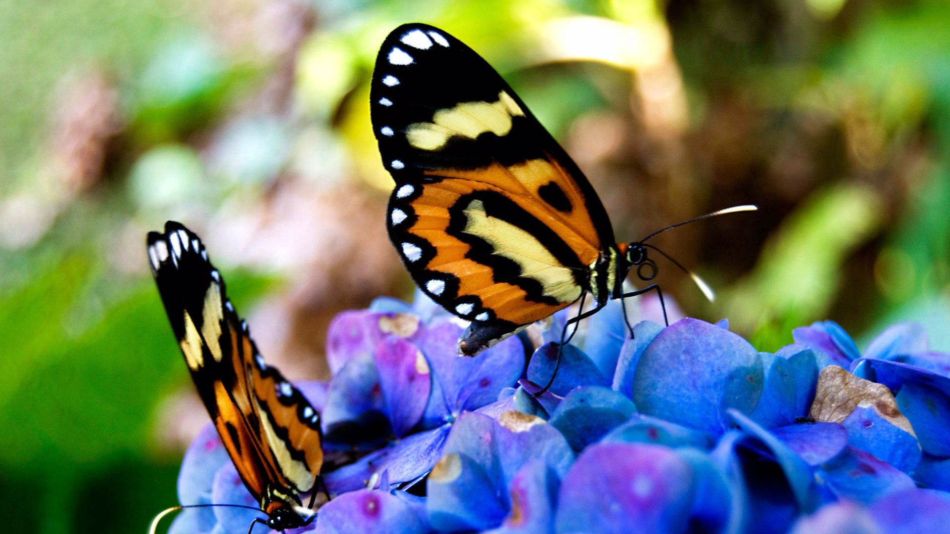 78417 скачать картинку бабочки, красивые, макро, на цветах, сидят - обои и заставки бесплатно