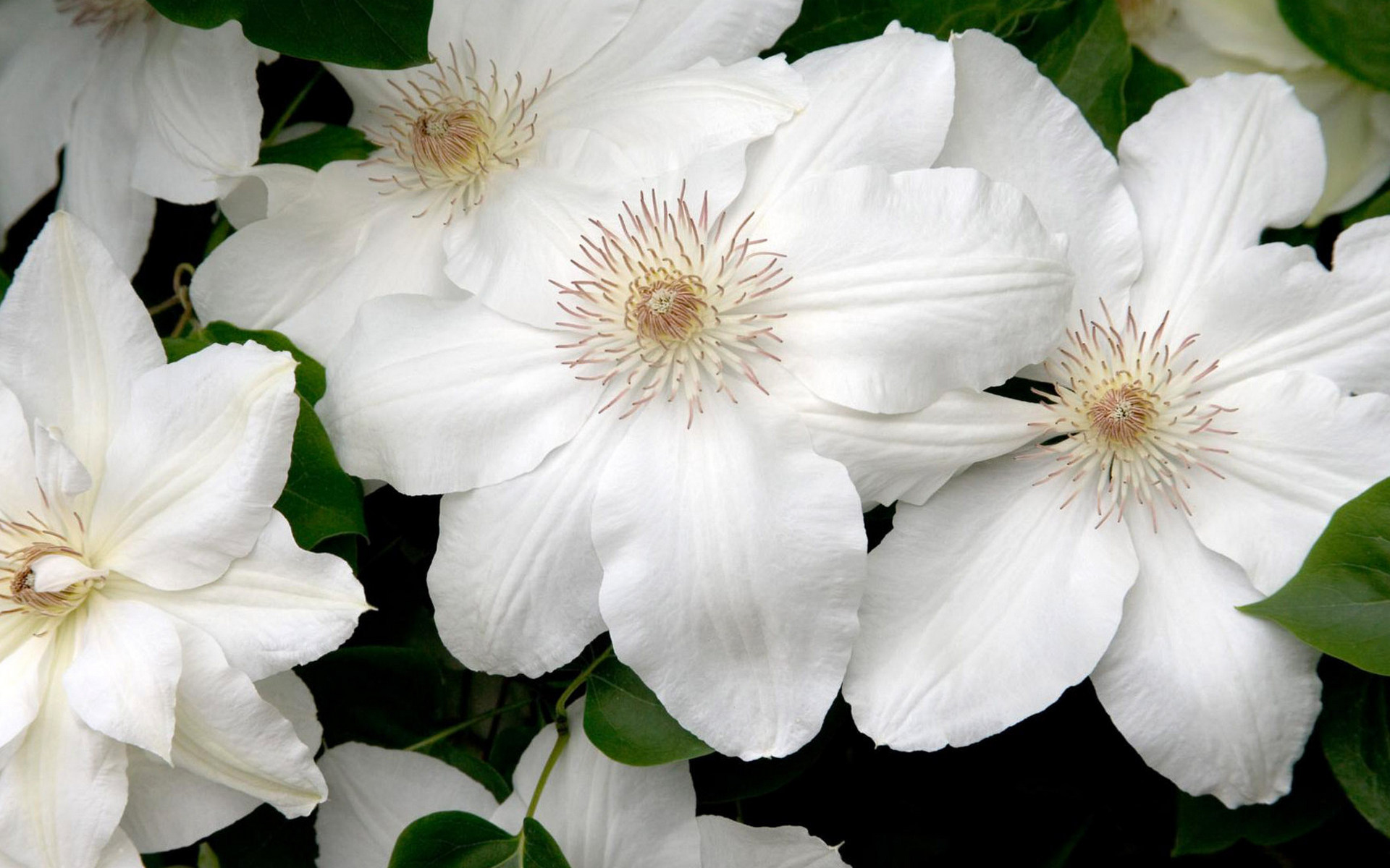 Téléchargez gratuitement l'image Fleurs, Fleur, Terre/nature sur le bureau de votre PC