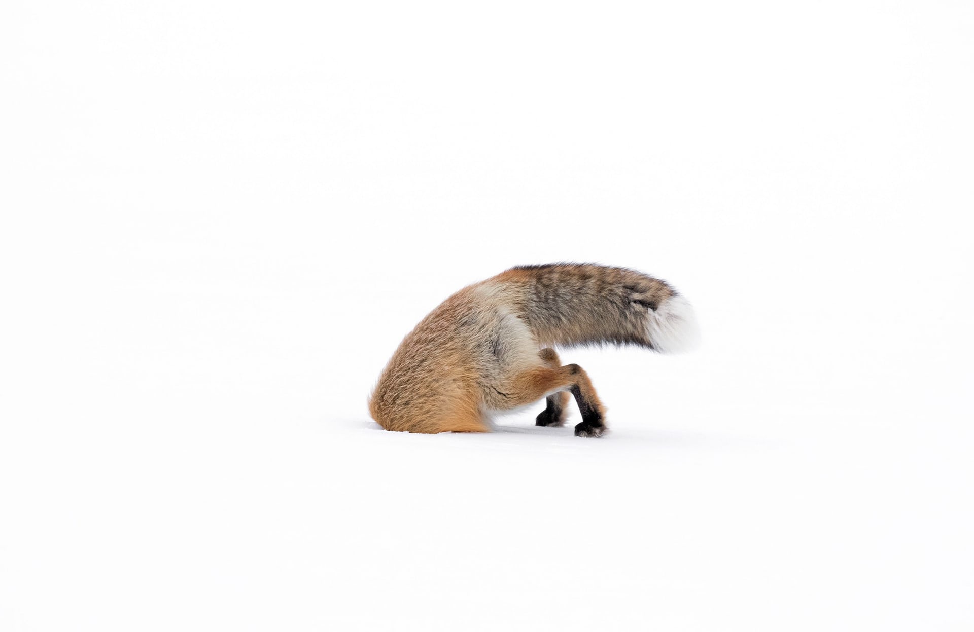 Free download wallpaper Fox, Animal on your PC desktop