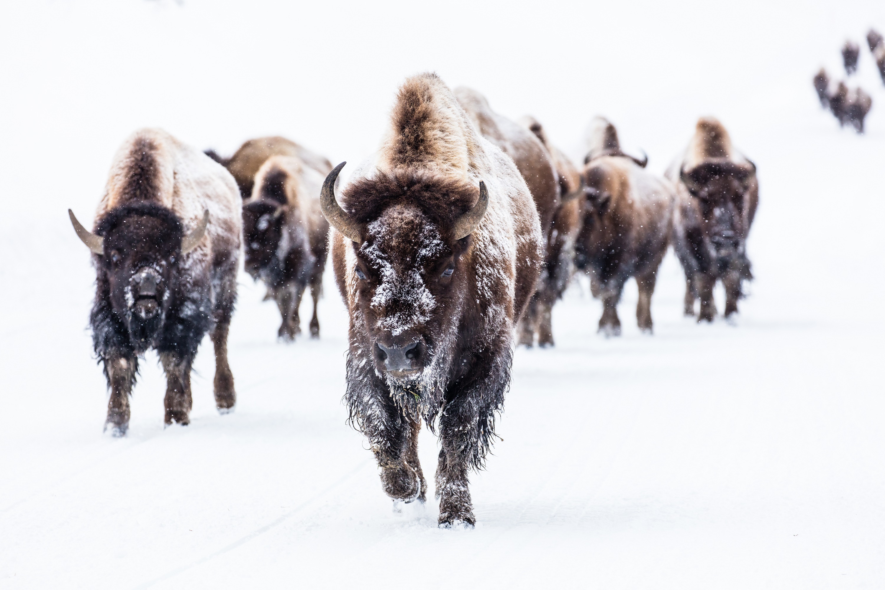 animal, american bison, buffalo, snow, winter