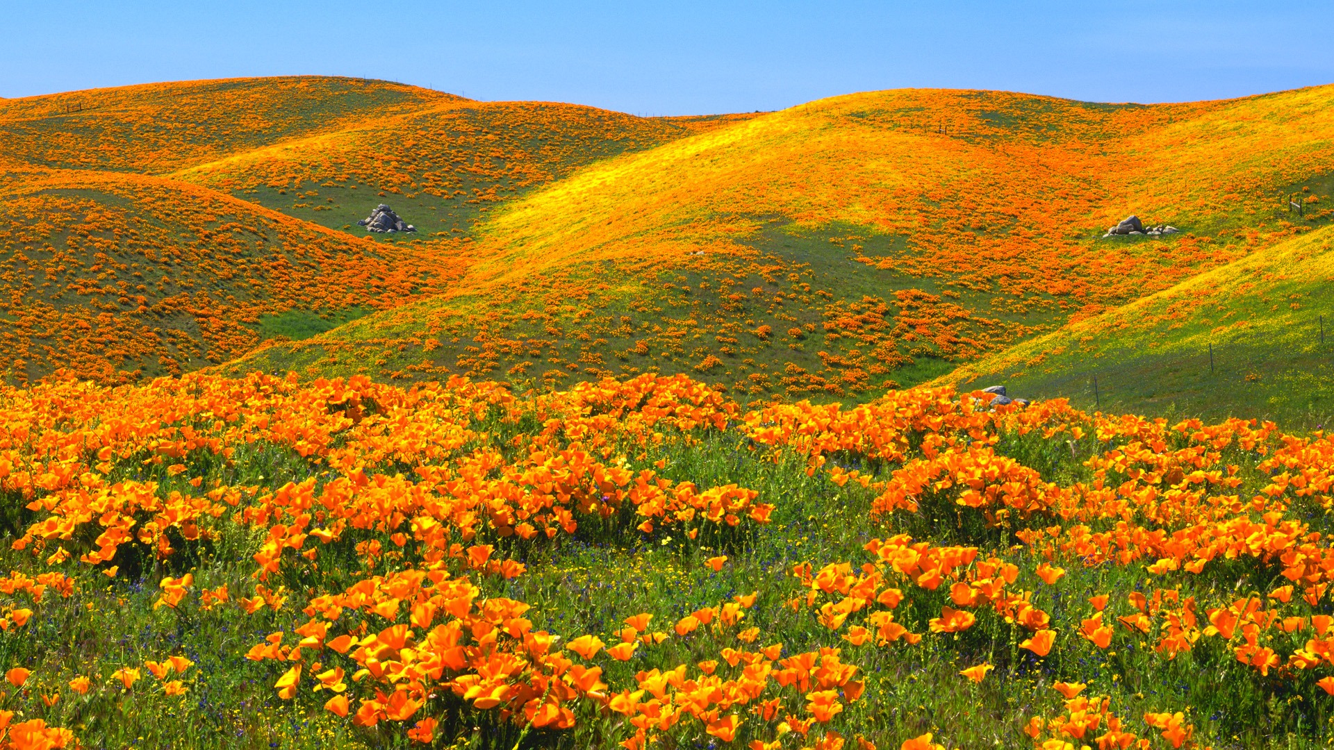 Download mobile wallpaper Poppy, Yellow Flower, Hill, Flowers, Field, Flower, Earth for free.