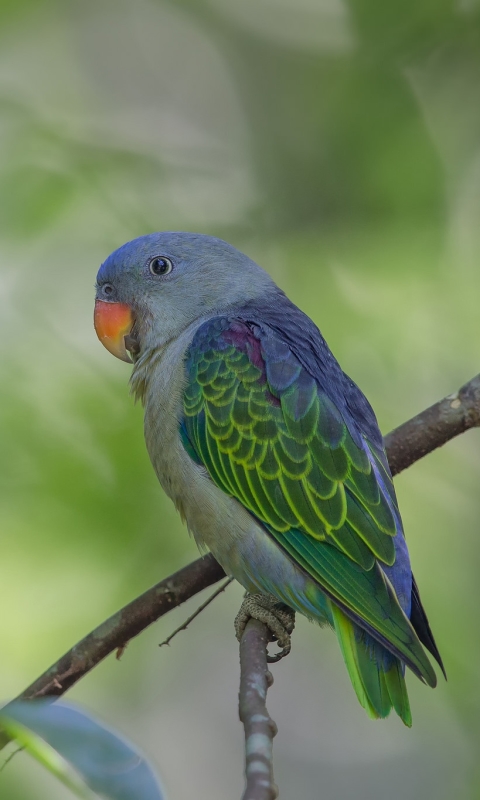 Download mobile wallpaper Birds, Bird, Animal, Bokeh for free.