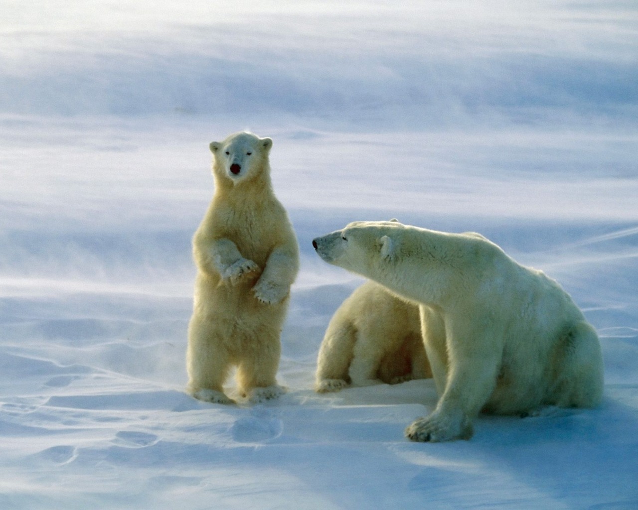 Laden Sie das Tiere, Eisbär-Bild kostenlos auf Ihren PC-Desktop herunter