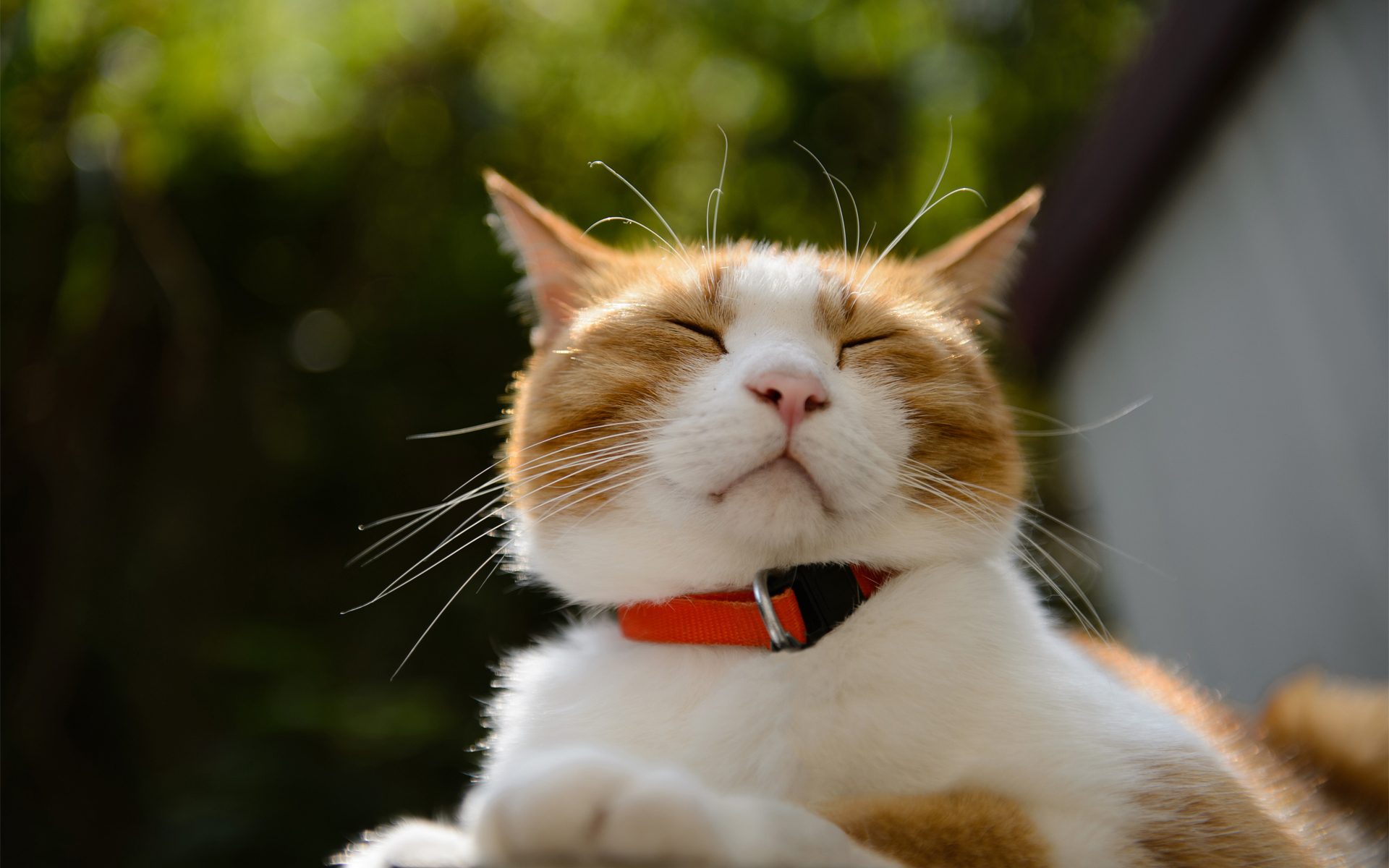 Baixe gratuitamente a imagem Animais, Gatos, Gato na área de trabalho do seu PC