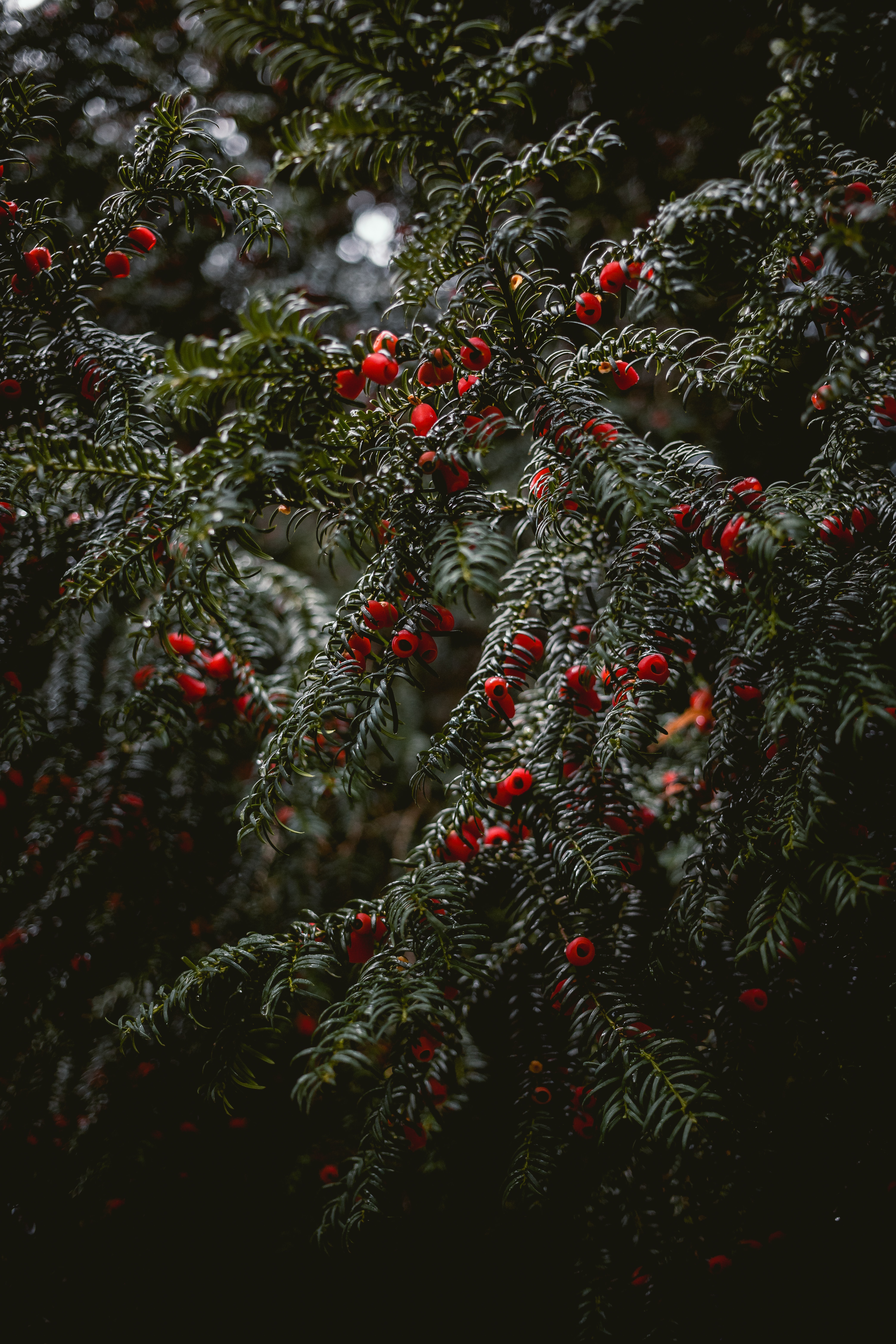 wet, nature, berries, red, plant, branches HD wallpaper