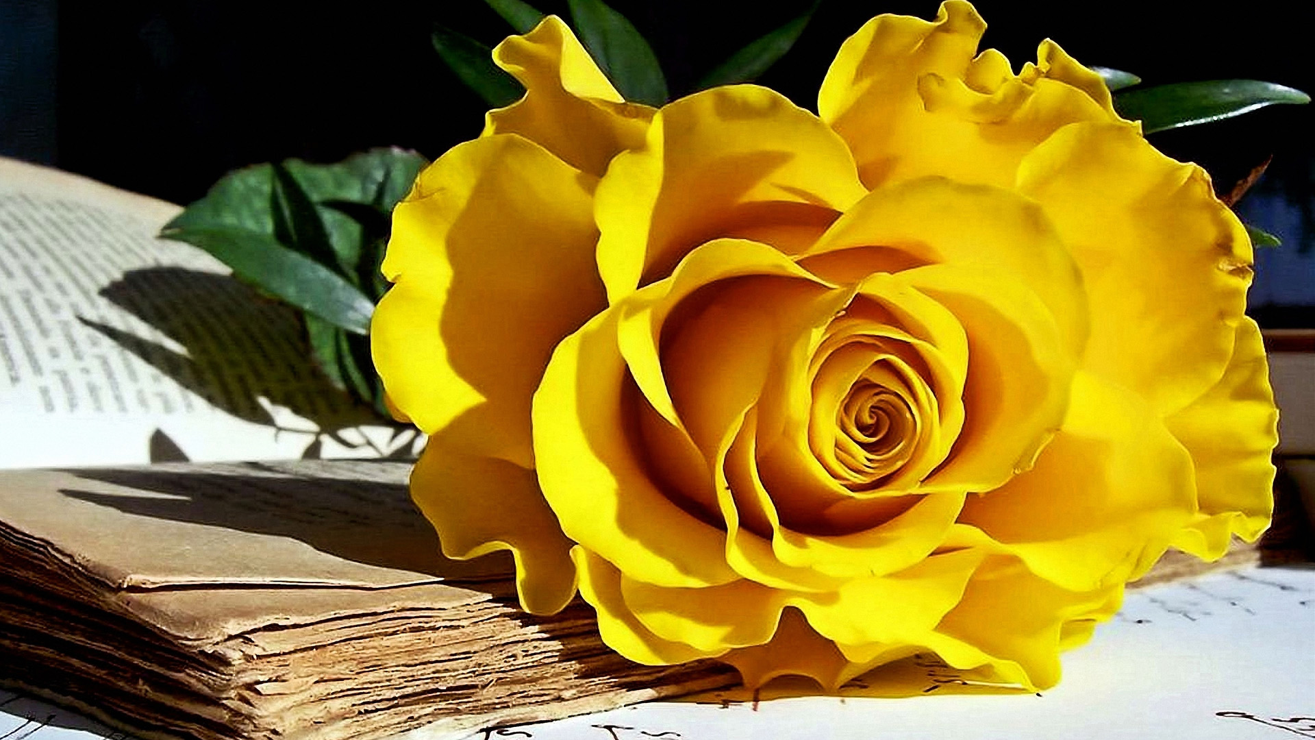 Free download wallpaper Flower, Rose, Earth, Book, Yellow Flower on your PC desktop