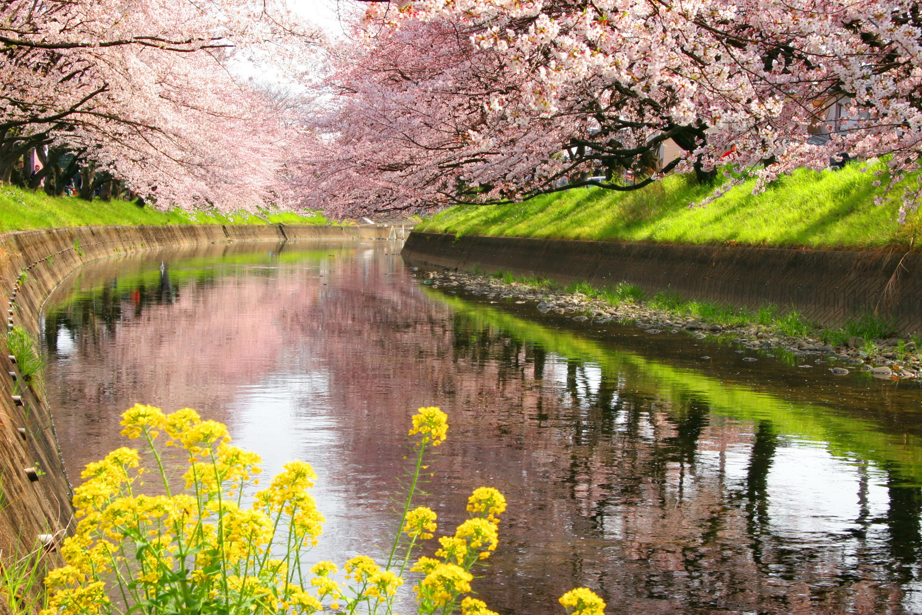 Download mobile wallpaper Reflection, Flower, Spring, Blossom, Man Made, Canal, Cherry Tree for free.