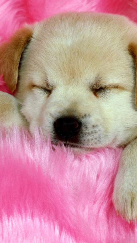 Download mobile wallpaper Dogs, Dog, Animal, Puppy, Labrador, Sleeping, Cute for free.