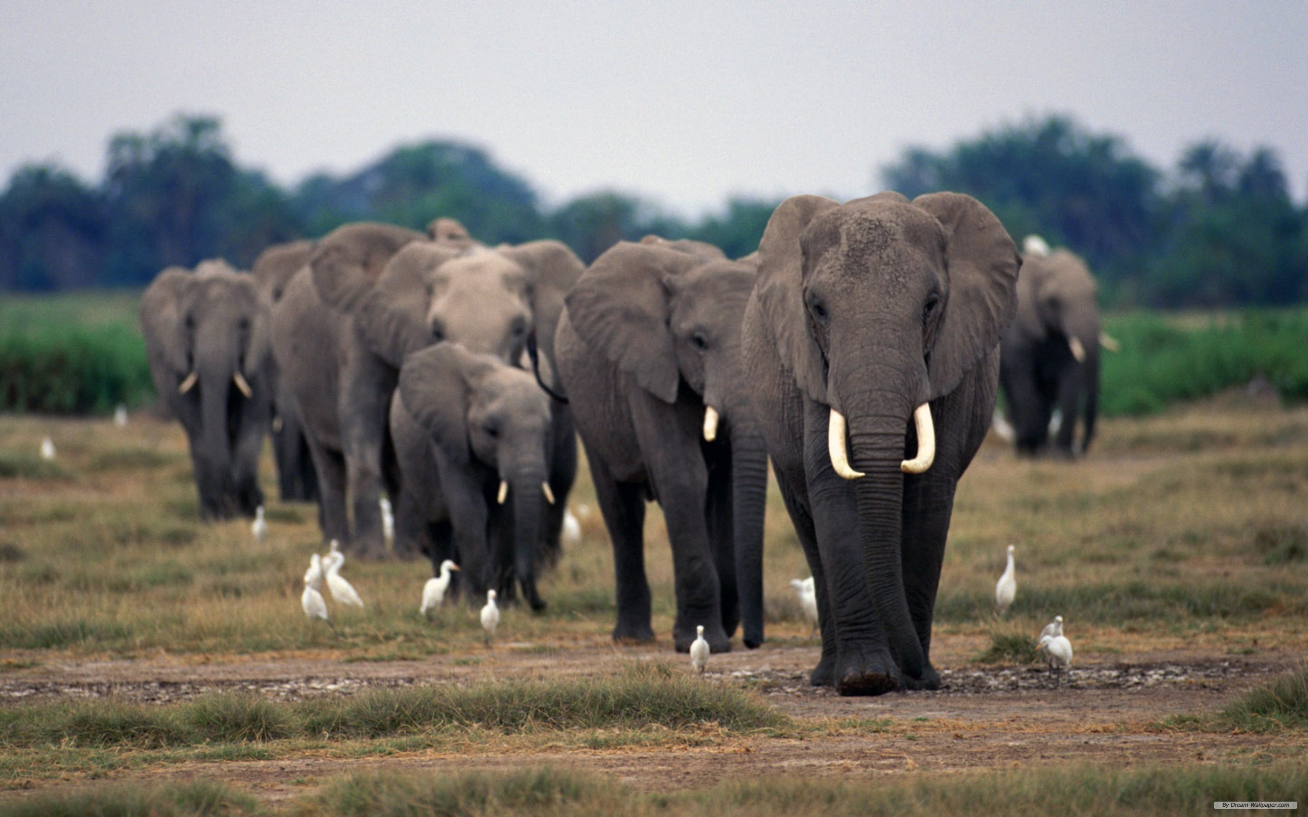 175354 завантажити картинку тварина, африканський чагарниковий слон, слони - шпалери і заставки безкоштовно