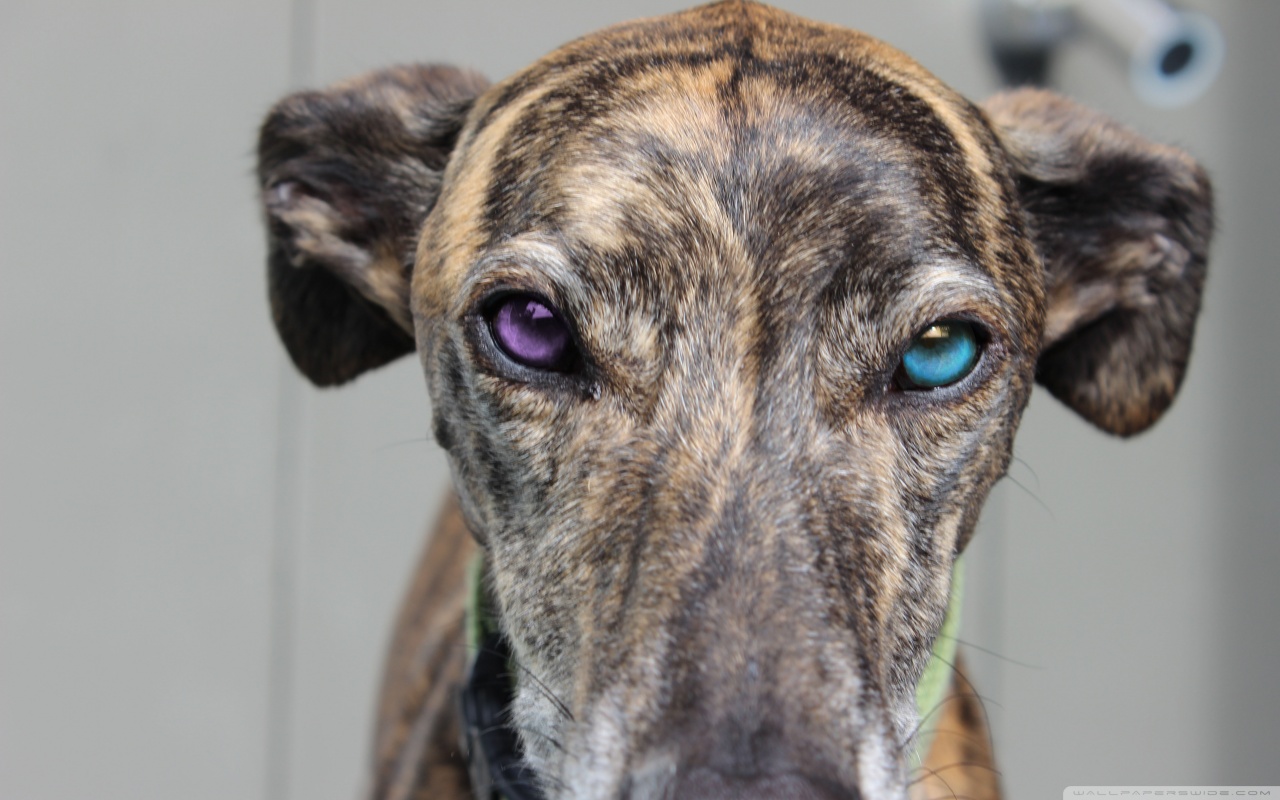 Baixe gratuitamente a imagem Animais, Cão na área de trabalho do seu PC