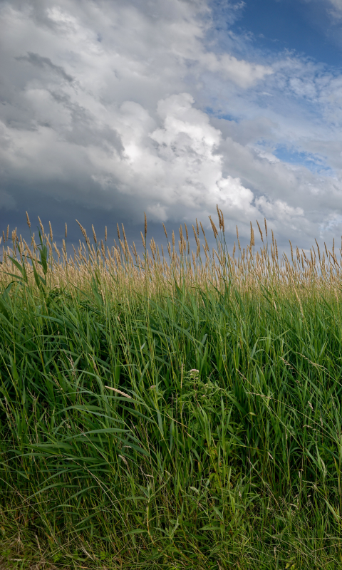 Download mobile wallpaper Nature, Sky, Earth, Field, Cloud for free.