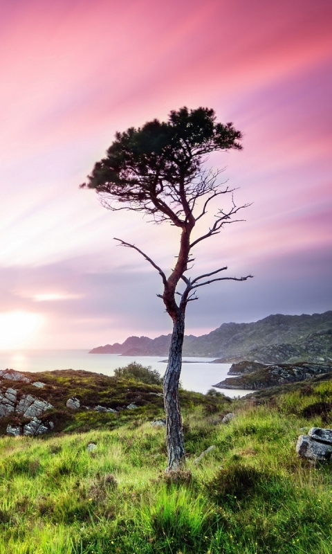 Скачать картинку Пейзаж, Природа, Закат, Море, Дерево, Шотландия, Земля/природа, Закат Солнца в телефон бесплатно.