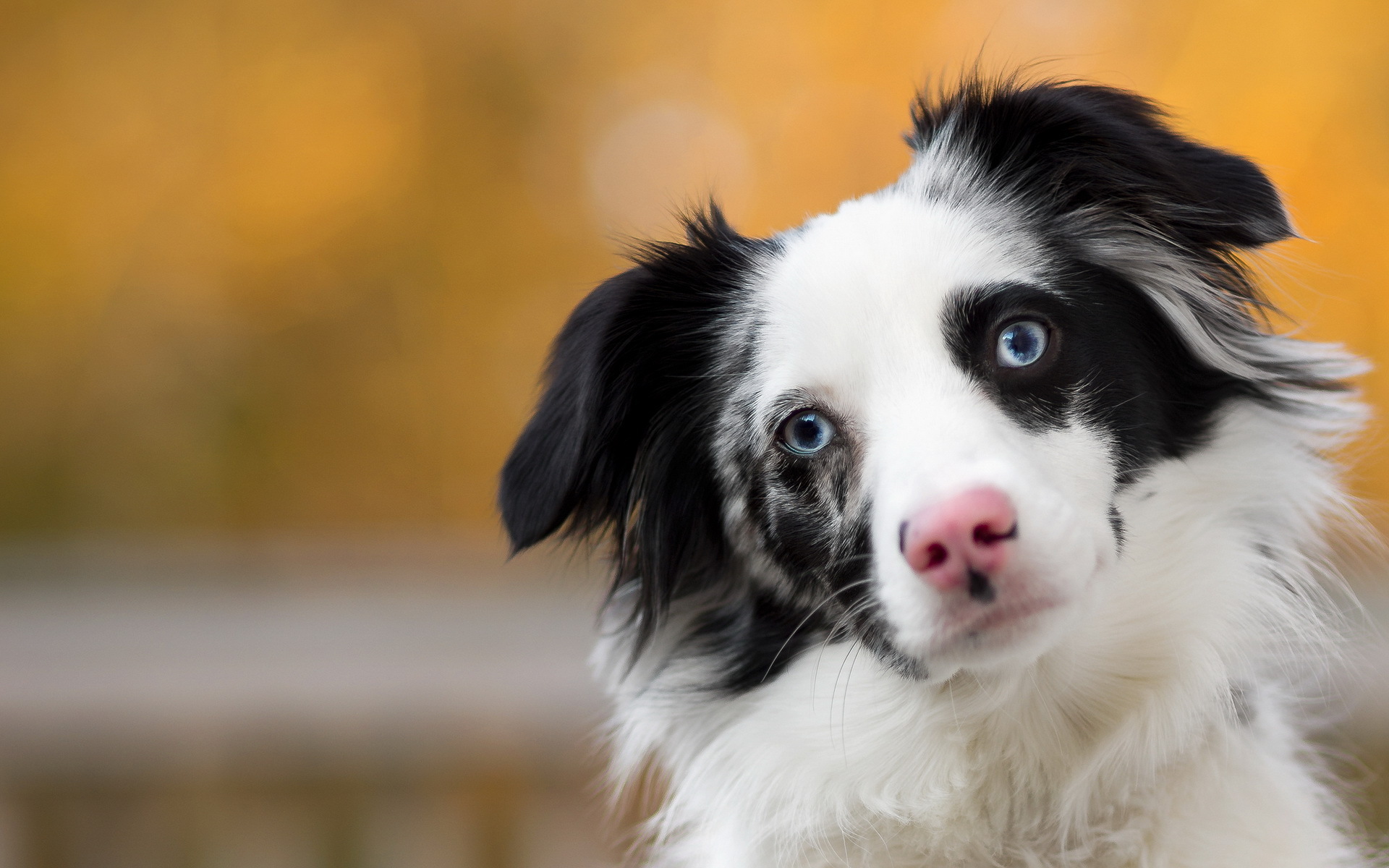 Téléchargez gratuitement l'image Animaux, Chiens, Chien sur le bureau de votre PC