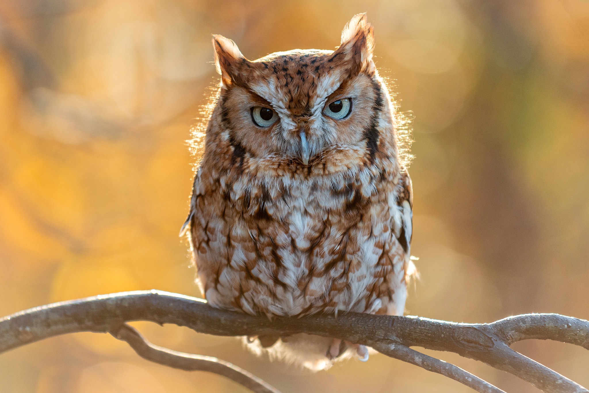 Download mobile wallpaper Birds, Owl, Bird, Animal, North American Scoop for free.