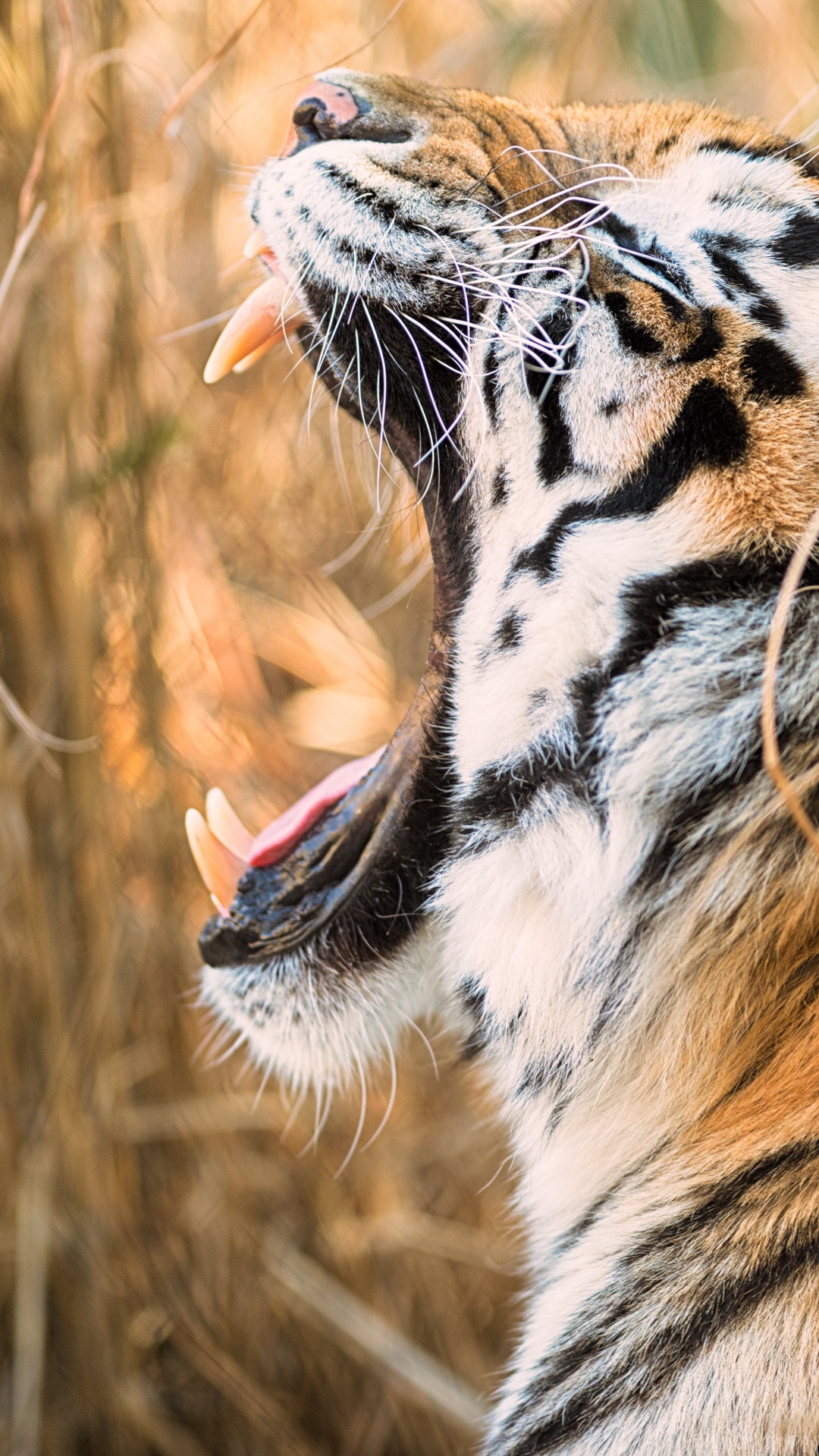 Descarga gratuita de fondo de pantalla para móvil de Animales, Gatos, Bozal, Tigre.