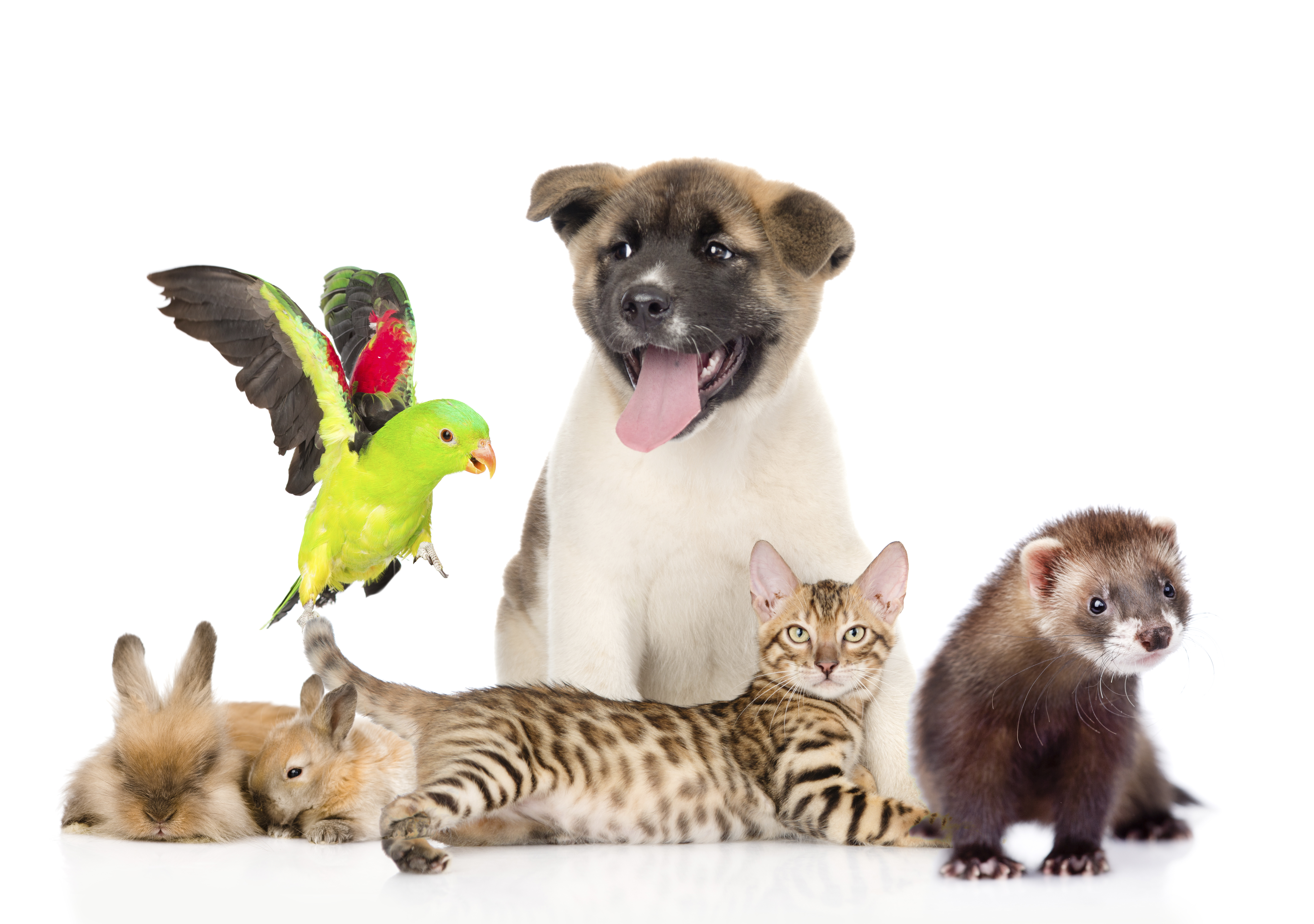 684040 descargar imagen animales, mascotas, ave, gato, perro, hurón, conejo: fondos de pantalla y protectores de pantalla gratis