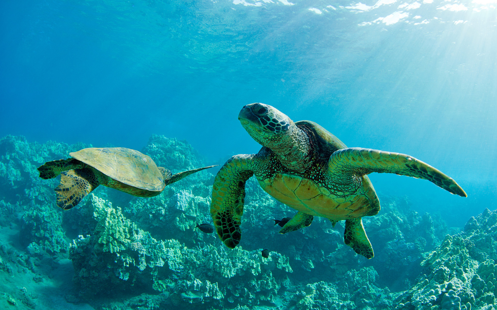 306702 descargar fondo de pantalla tortugas, animales, tortuga marina, hawai: protectores de pantalla e imágenes gratis