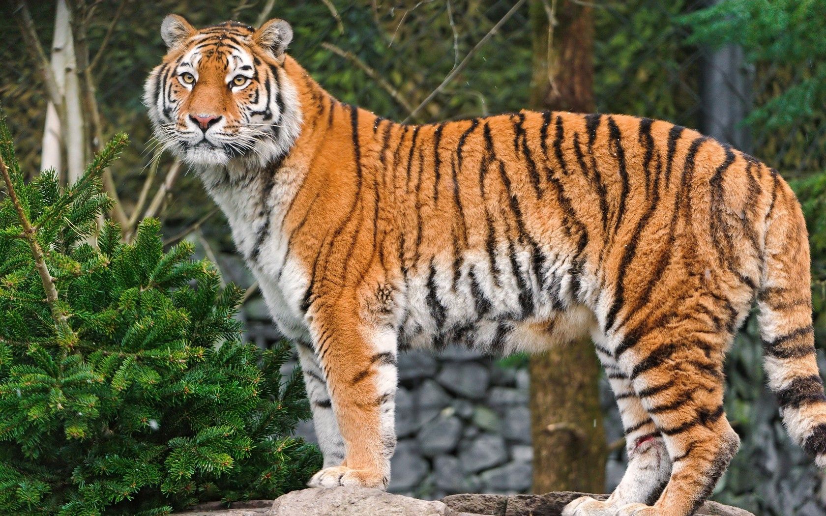 71581 скачать обои животные, морда, пятнистый, большая кошка, тигр - заставки и картинки бесплатно