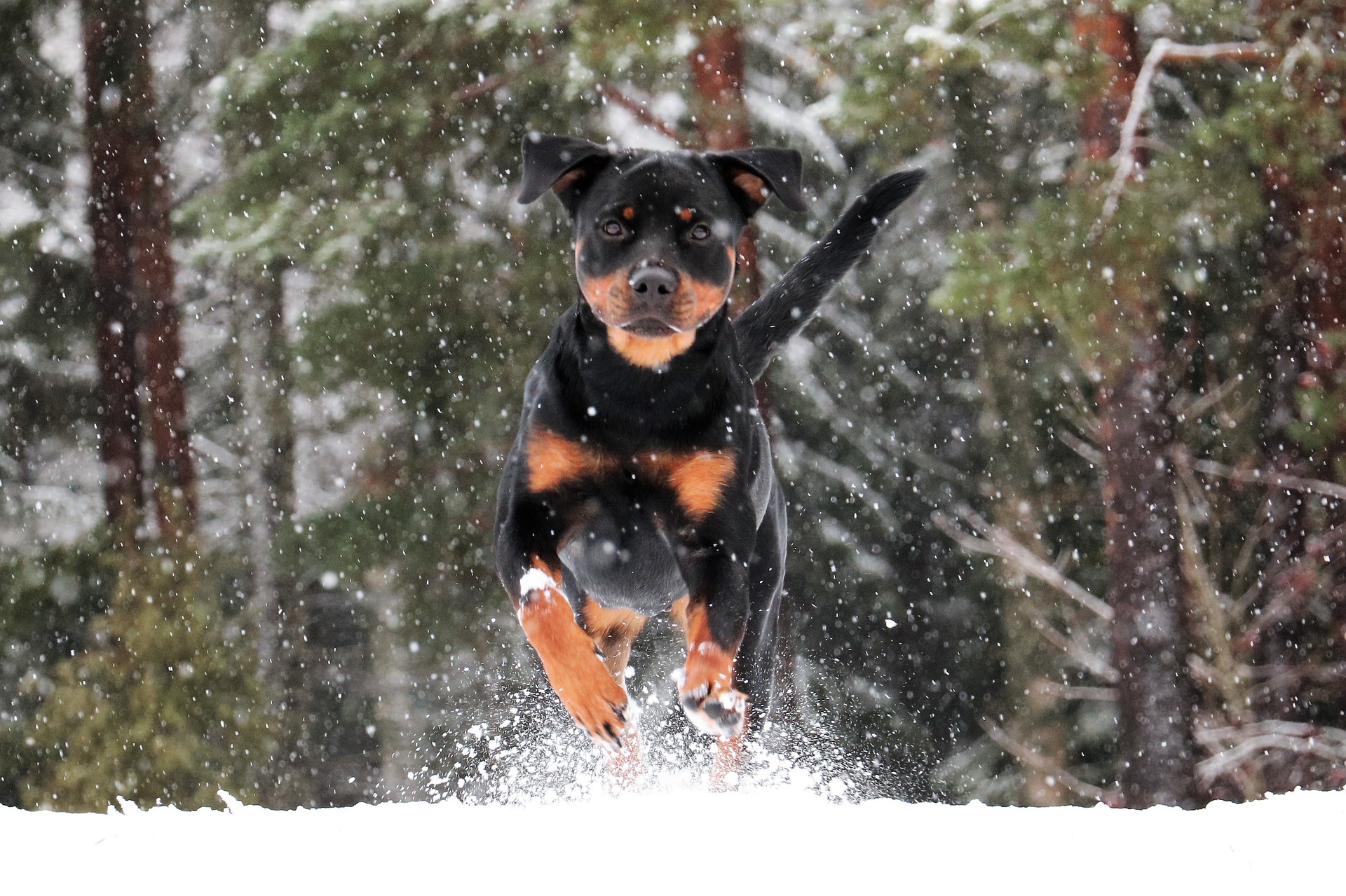 Handy-Wallpaper Tiere, Hunde, Schnee, Rottweiler, Betrieb kostenlos herunterladen.