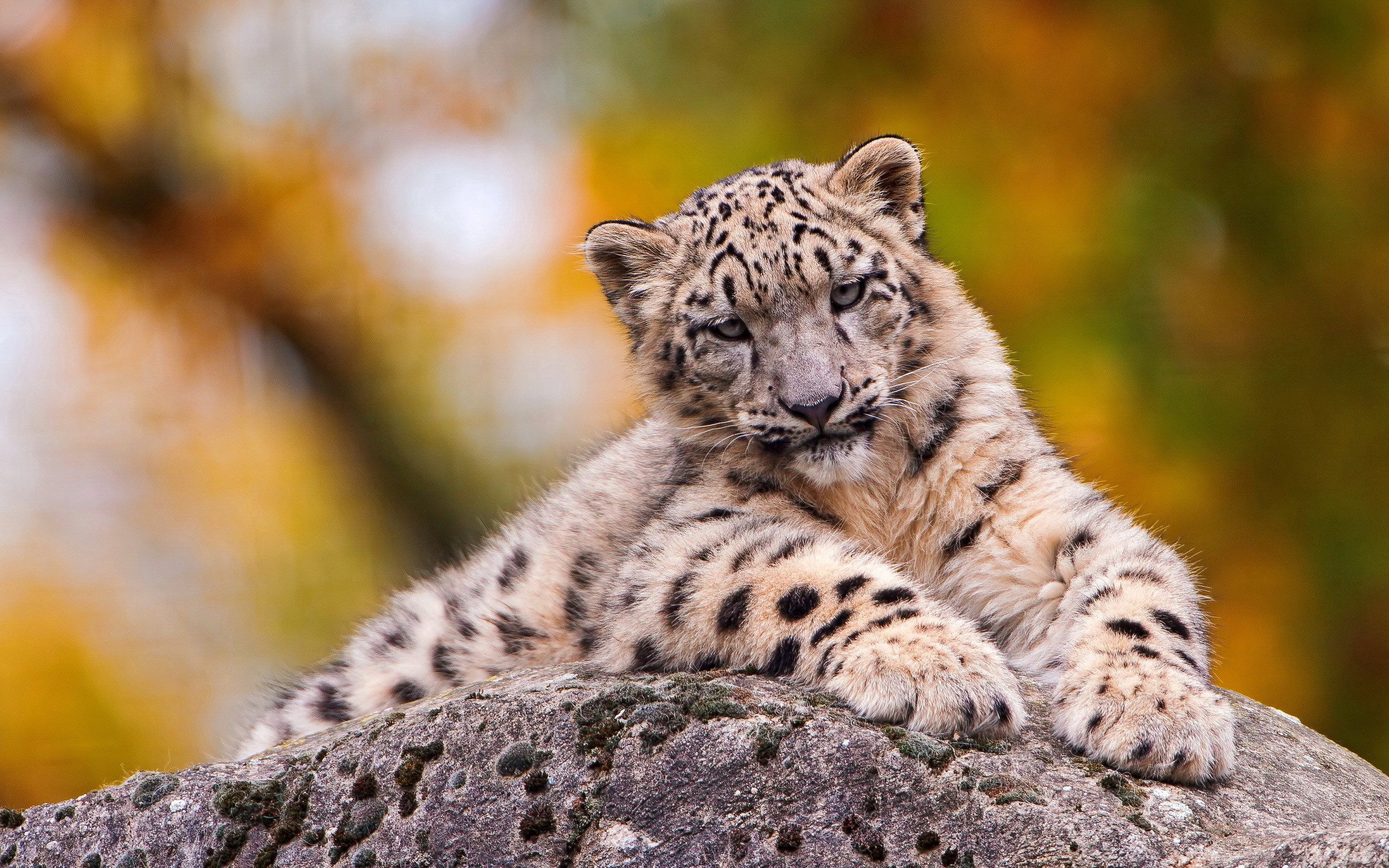 Free download wallpaper Snow Leopard, Sit, Predator, Animals on your PC desktop