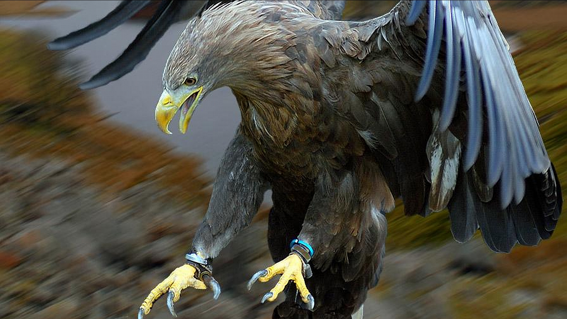 Descarga gratuita de fondo de pantalla para móvil de Animales, Águila.