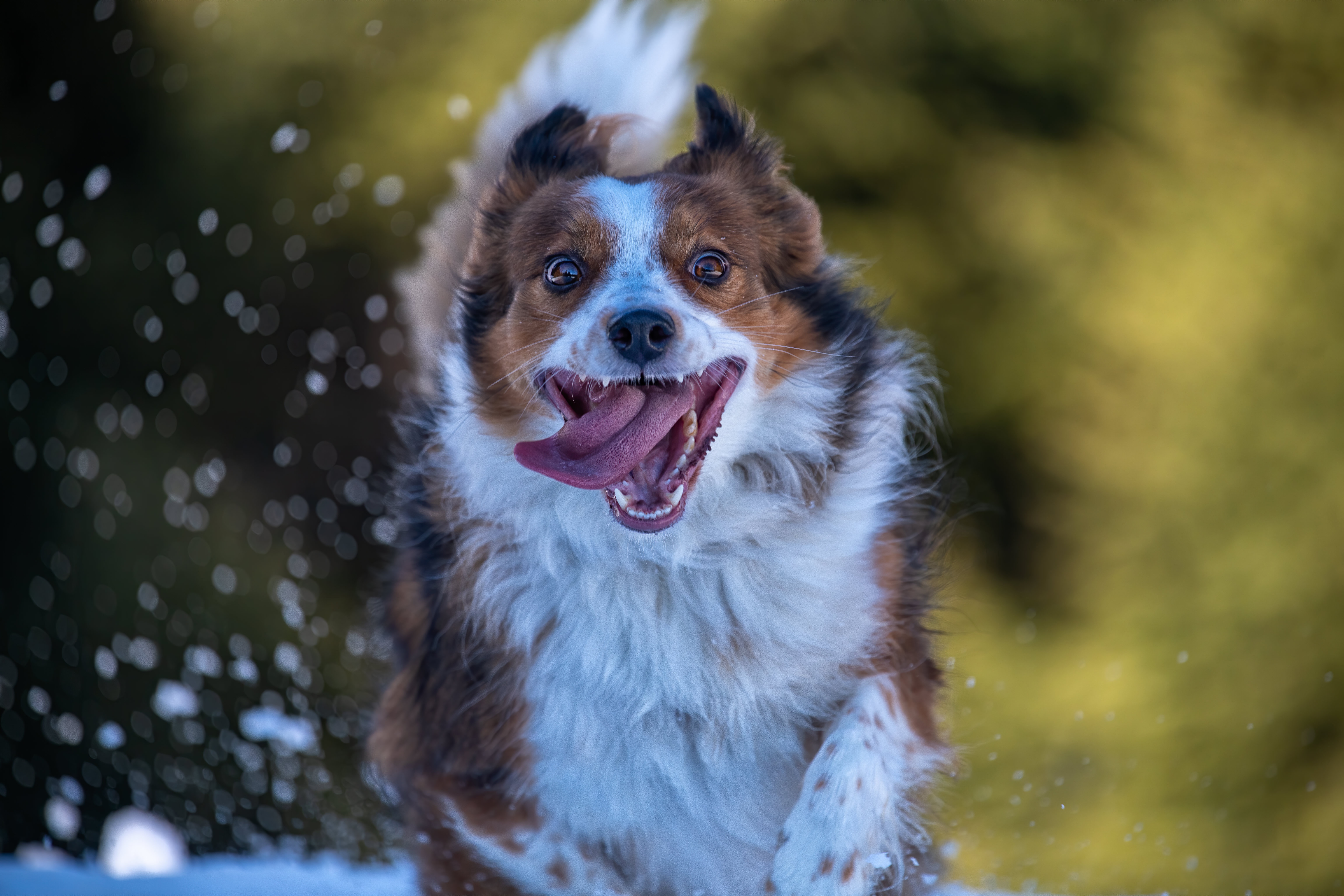 Handy-Wallpaper Hunde, Hund, Tiere kostenlos herunterladen.