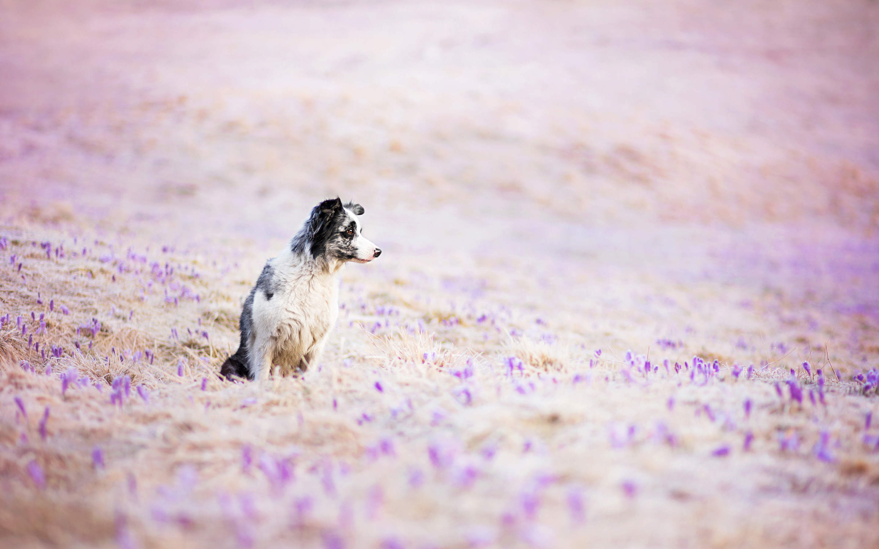 Laden Sie das Tiere, Hunde, Blume, Hund, Feld, Krokus, Border Collie-Bild kostenlos auf Ihren PC-Desktop herunter