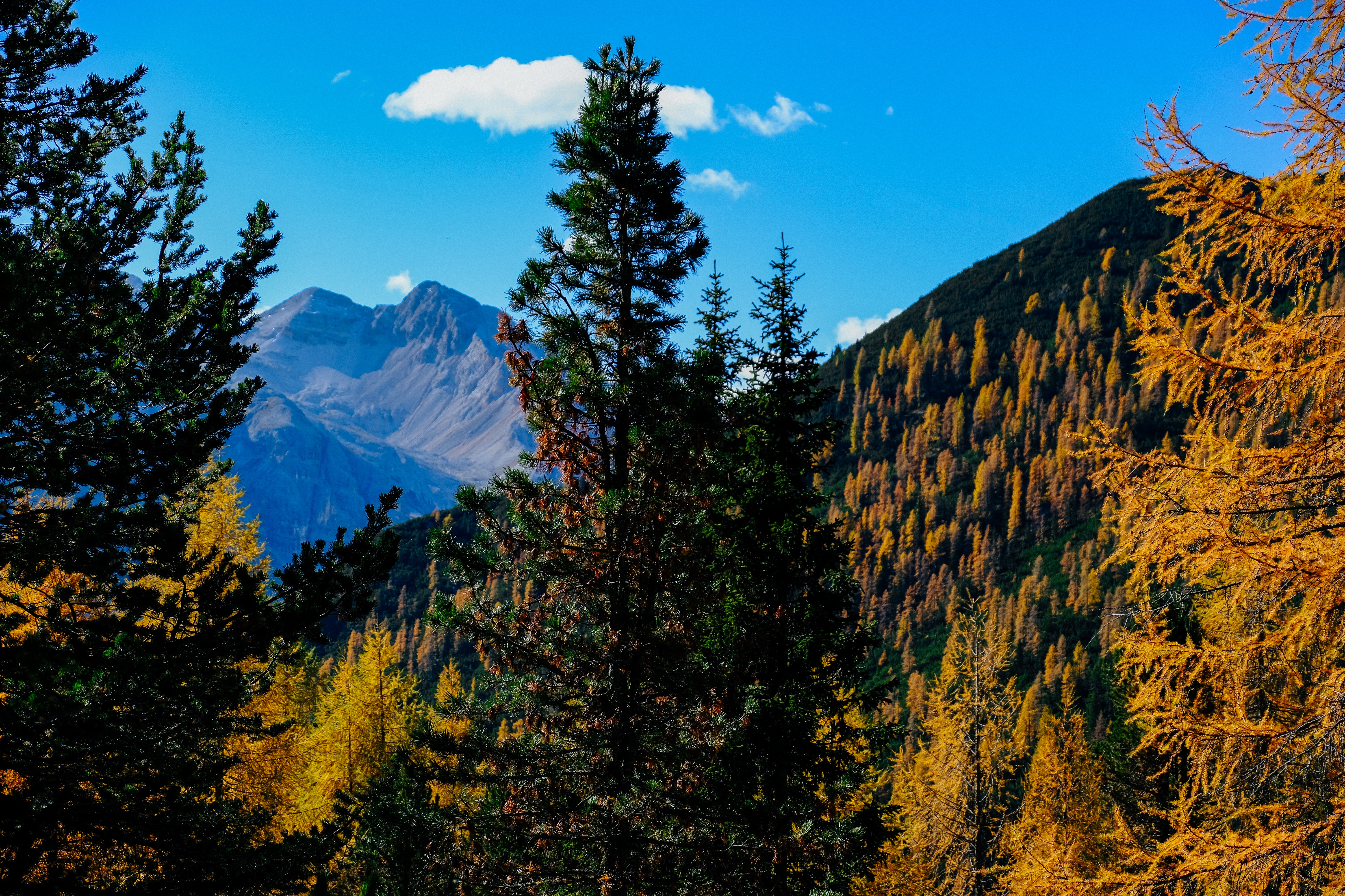 Скачать картинку Вершина, Деревья, Горы, Ветки, Пейзаж, Природа, Осень в телефон бесплатно.