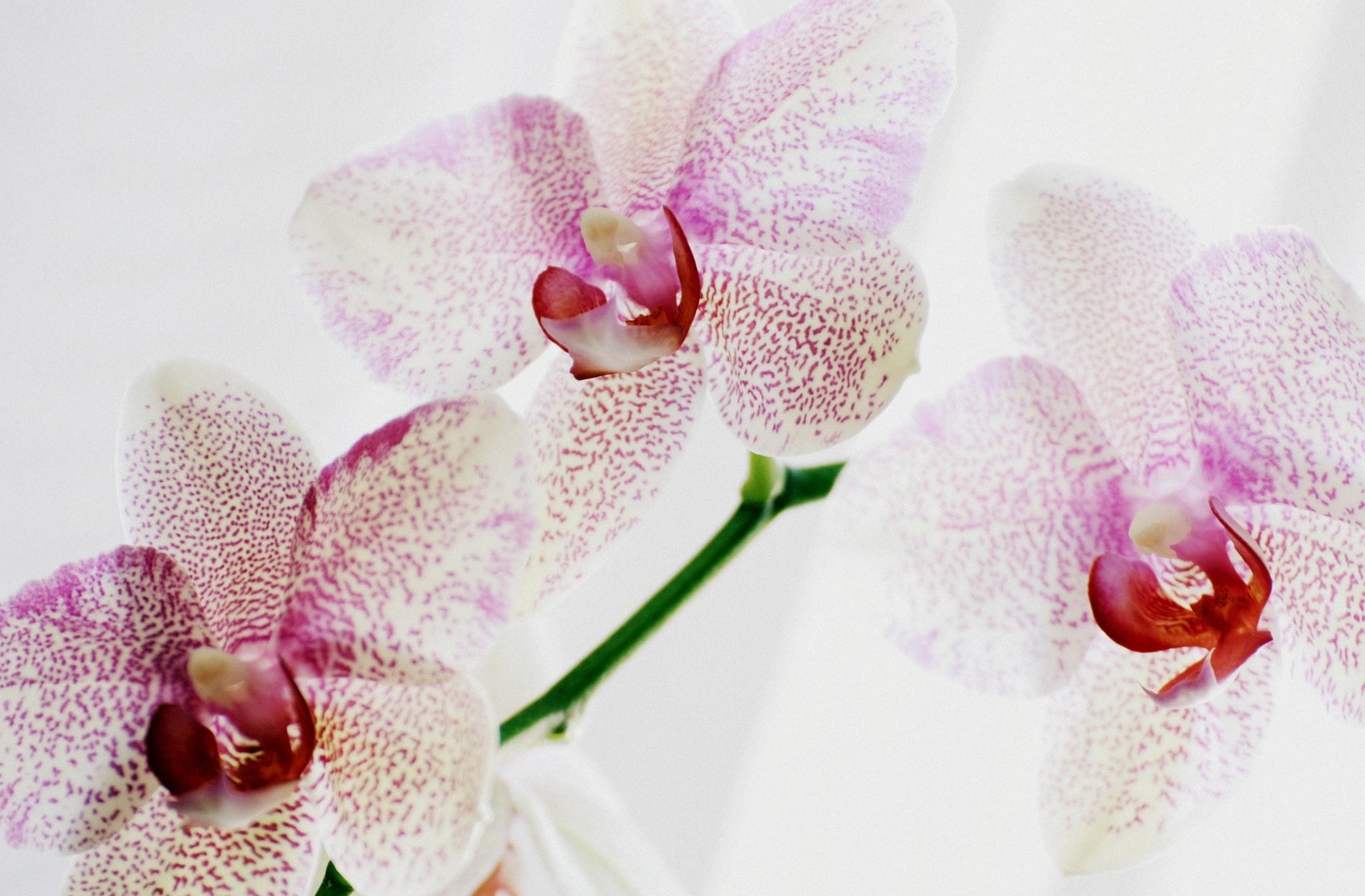 91560 скачать картинку орхидея, крупный план, цветы, экзотика, пятнистая - обои и заставки бесплатно