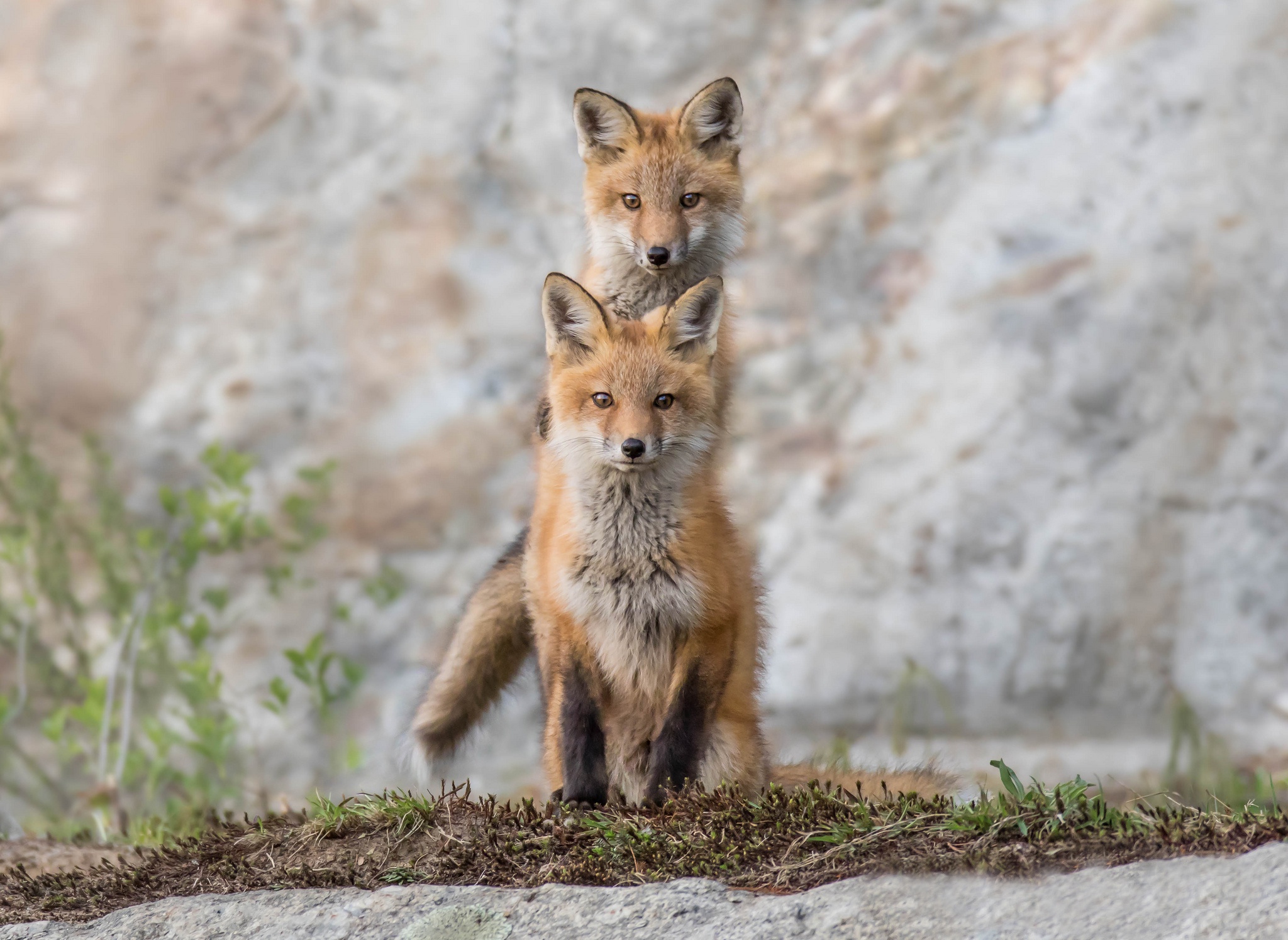 Free download wallpaper Fox, Animal on your PC desktop