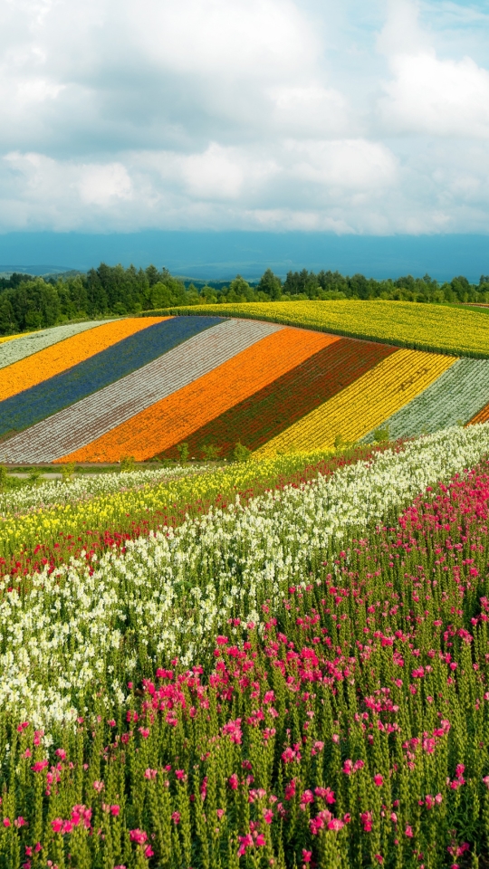 Handy-Wallpaper Natur, Blume, Feld, Japan, Wolke, Erde/natur kostenlos herunterladen.