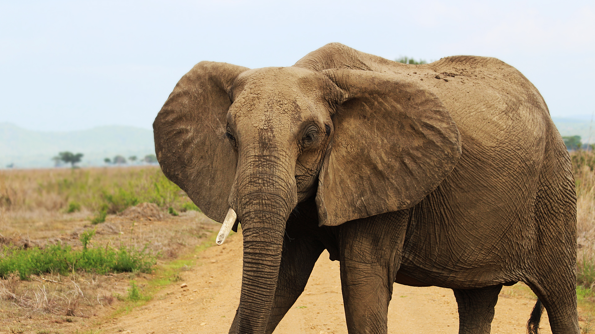 Téléchargez des papiers peints mobile Animaux, Afrique, Éléphants, Éléphant De Savane D'afrique gratuitement.